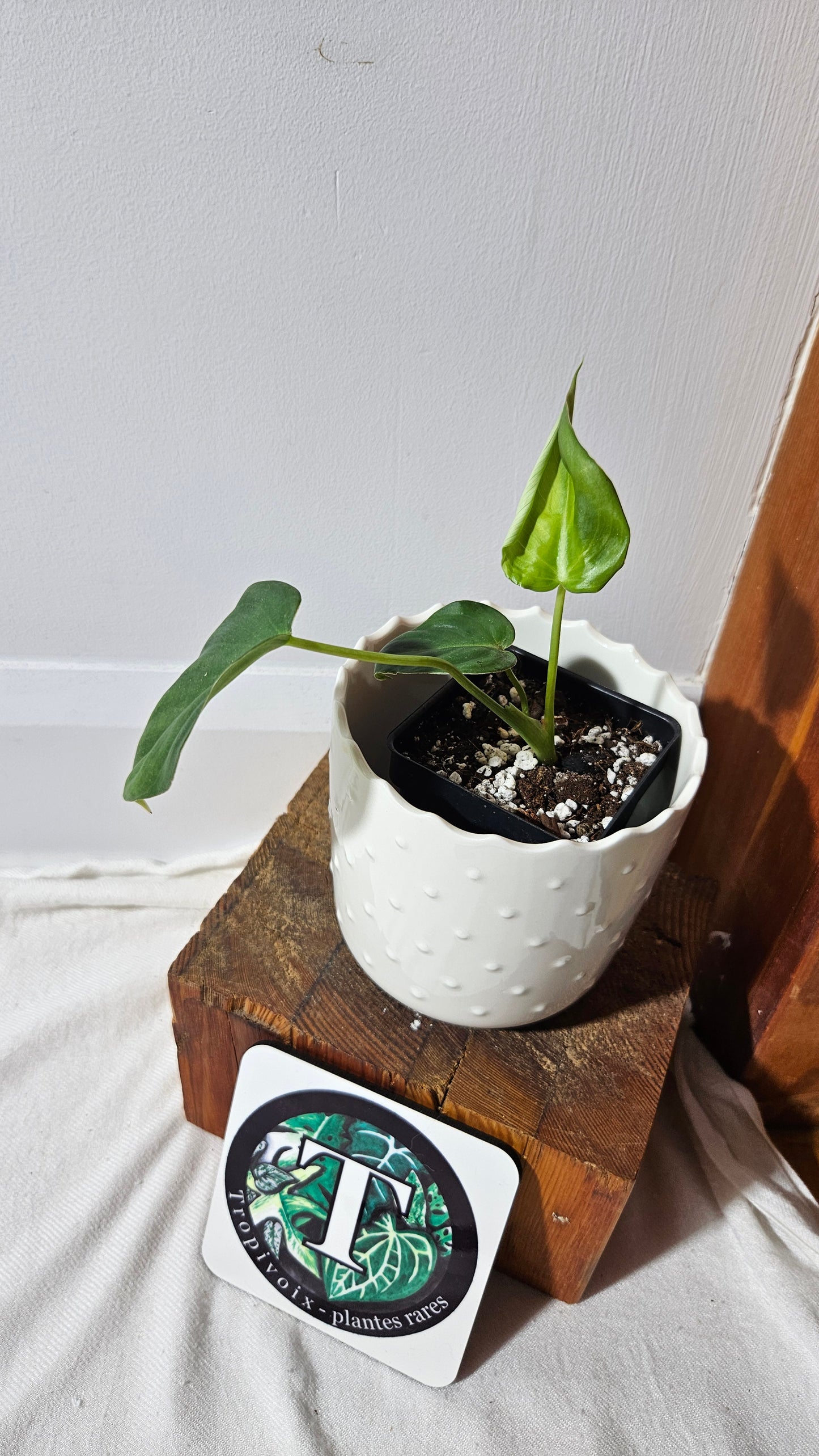 Philodendron Pastazanum (PHI-824)