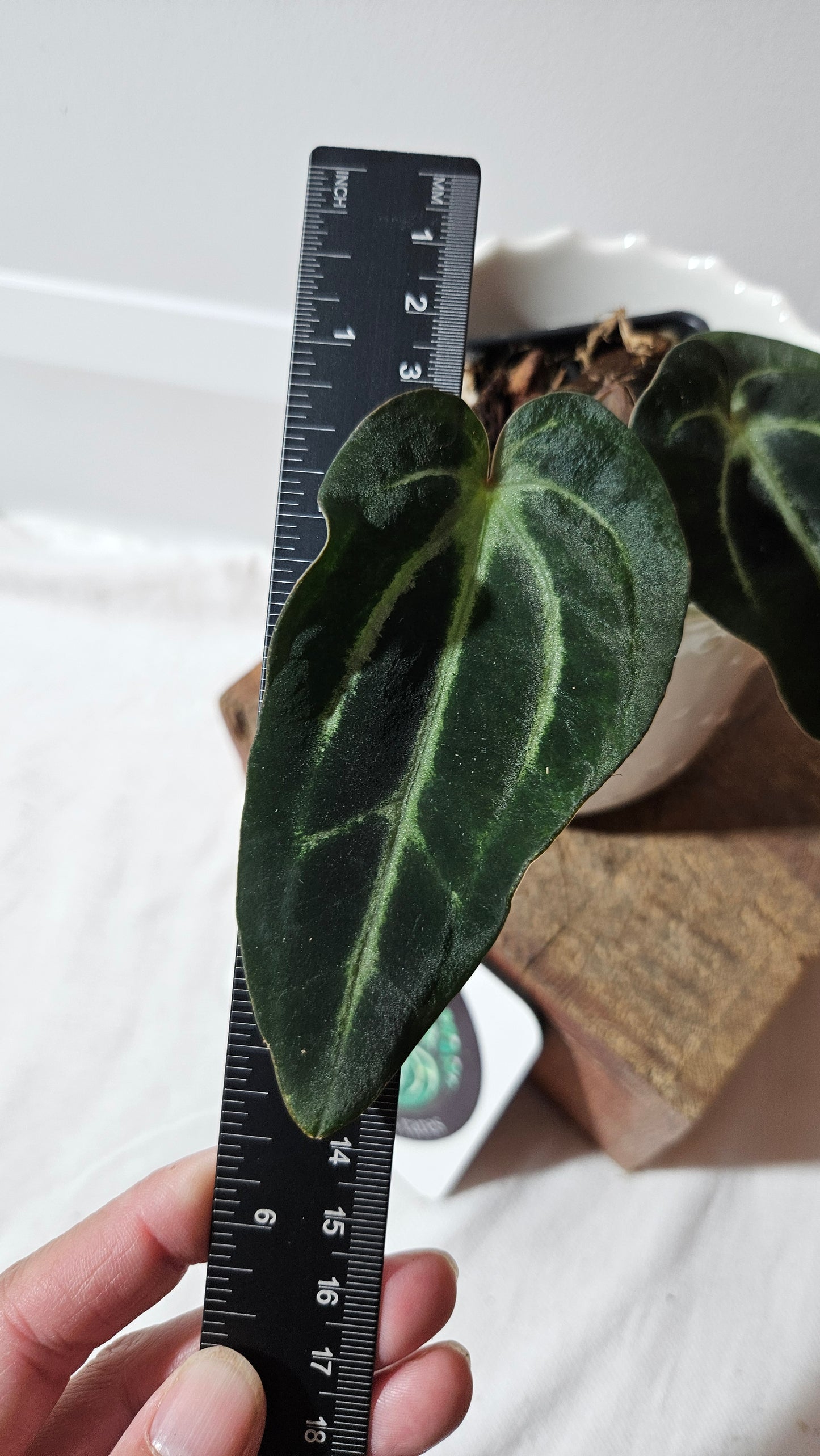 Anthurium Carlablackiae "Mutate & Dark leaf" (d'équateur) "format PETIT" (ANT-471)