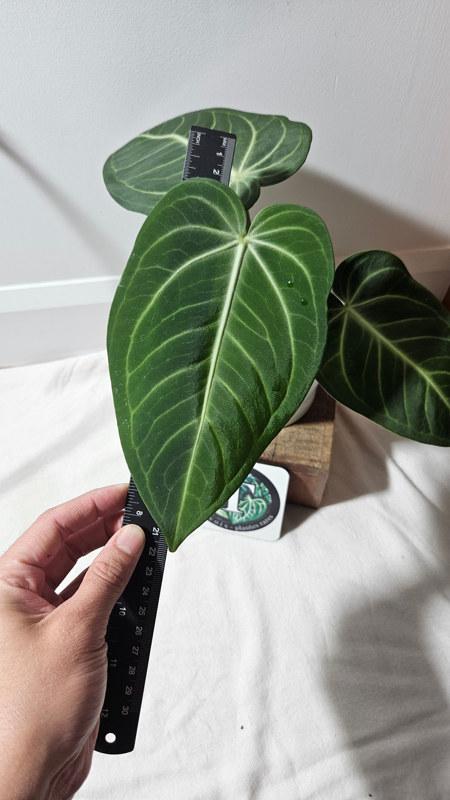 Anthurium Polcachense Aff "LARGE format" (ANT-152)