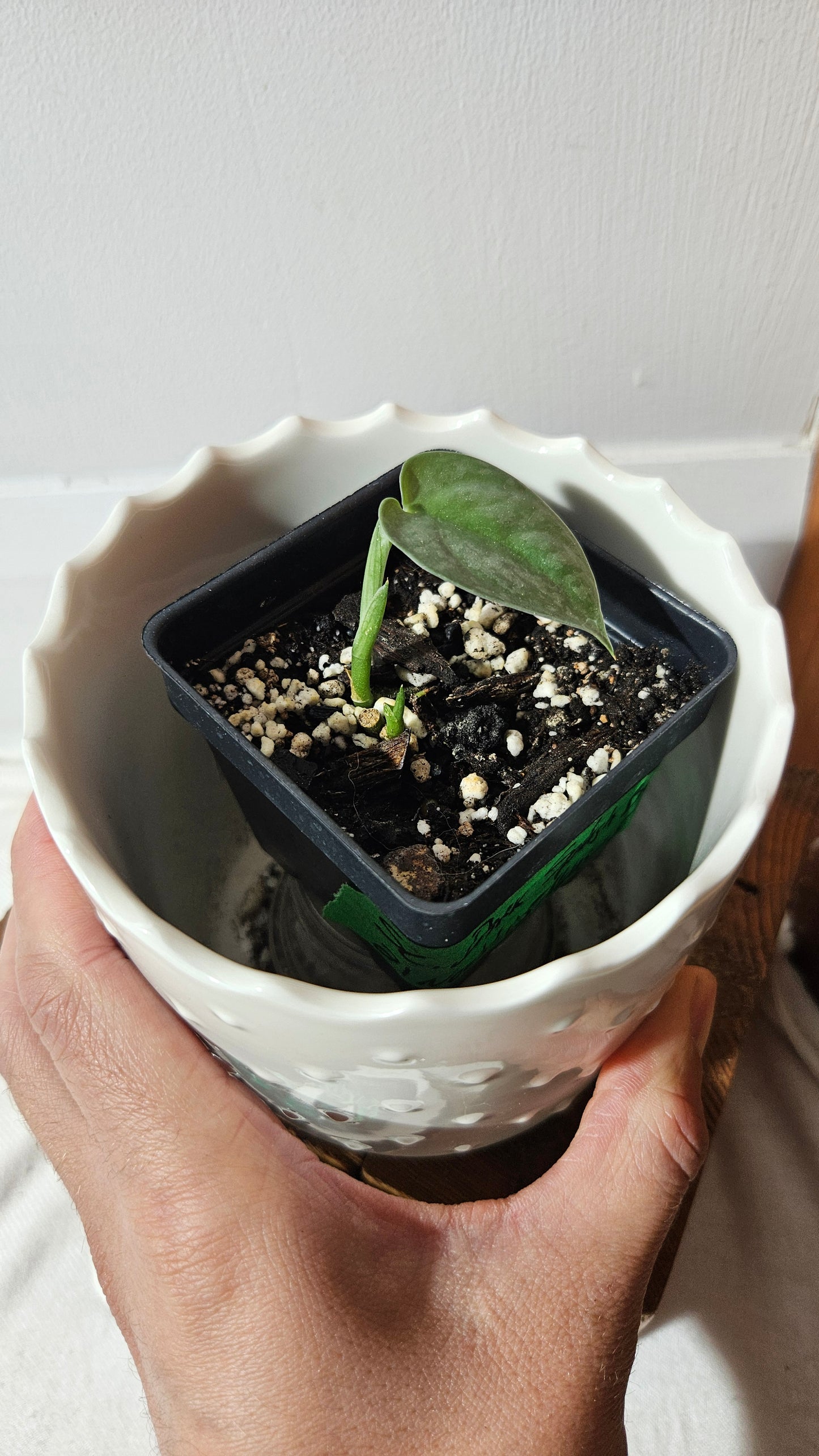 Scindapsus Dark Splash Bornéo (SCI-1036)