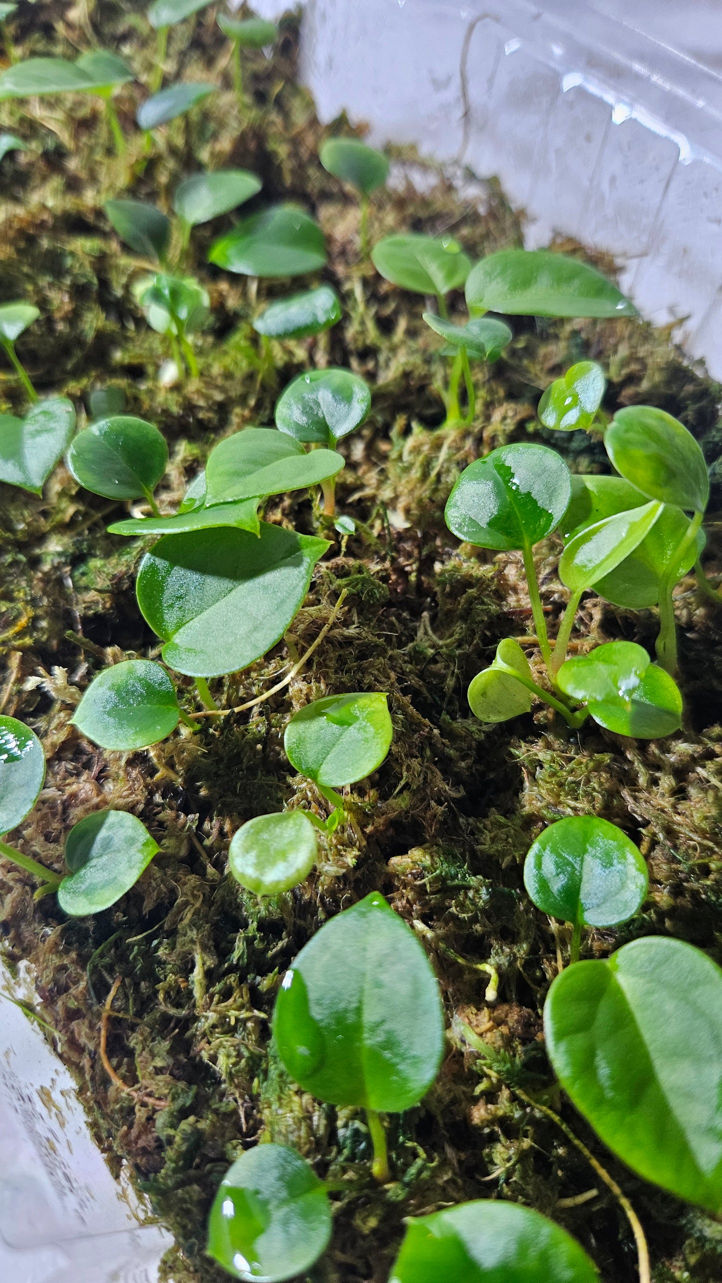 Anthurium AOS X Dressleri "format SEEDLING"