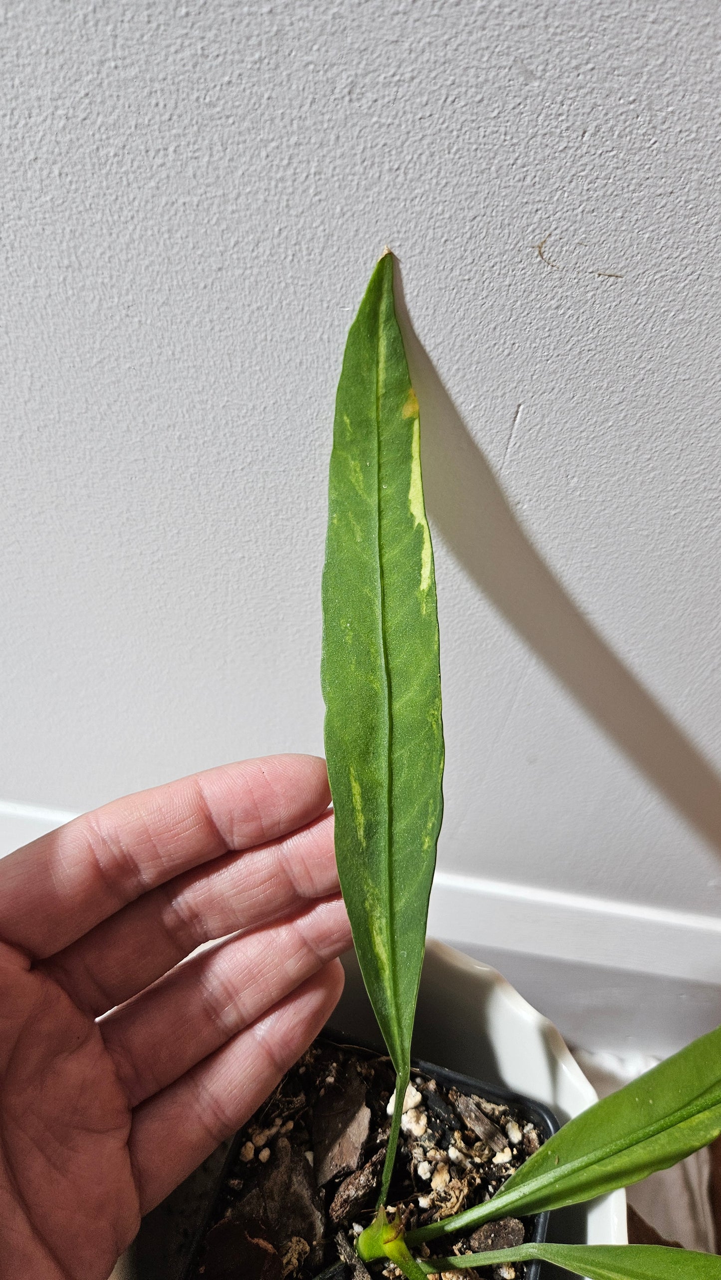 Anthurium Vittarifolium Variegata "format MOYEN" (ANT-444)