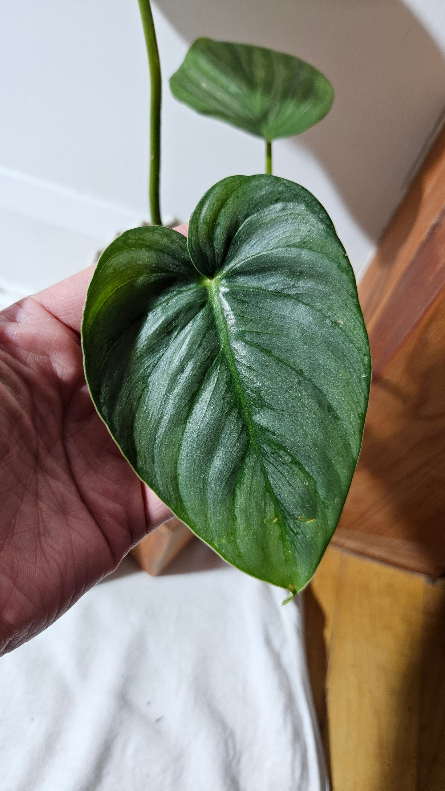 Philodendron Pastazanum Platinum (PHI-828)
