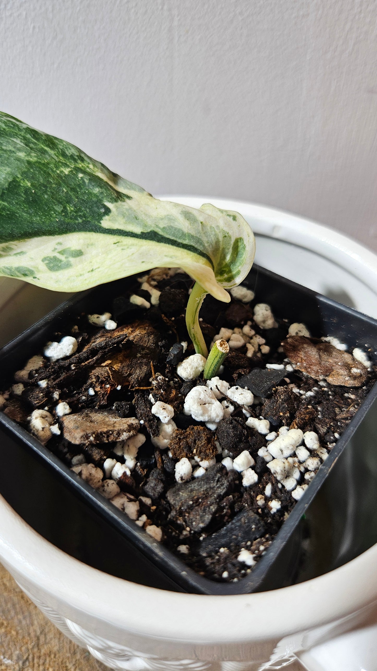 Scindapsus Black Dragon white (SCI-1073)