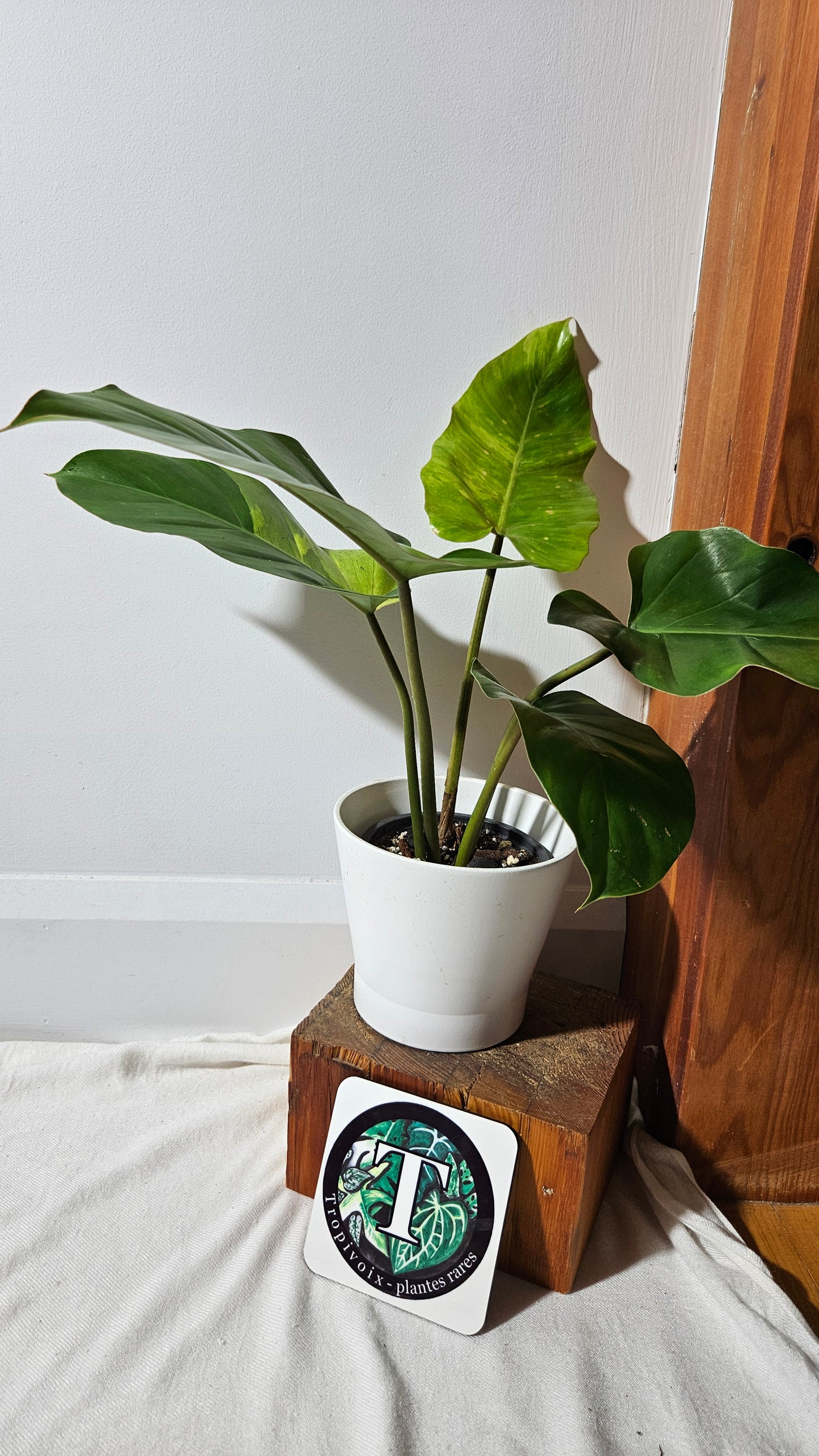 Philodendron Jungle Fever (PHI-822)