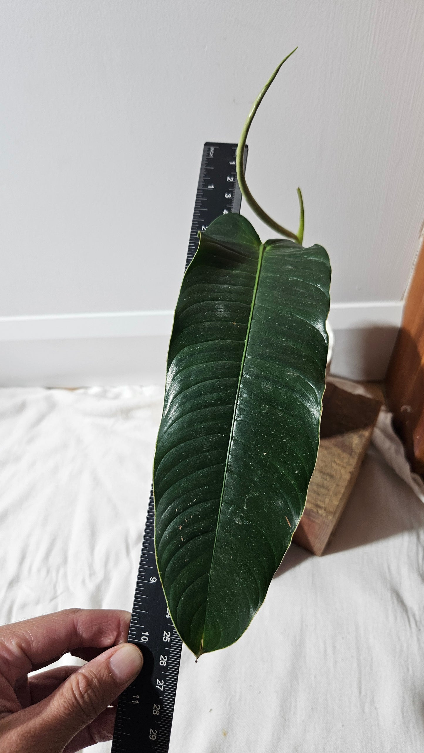 Philodendron Scherbericii (PHI-932)
