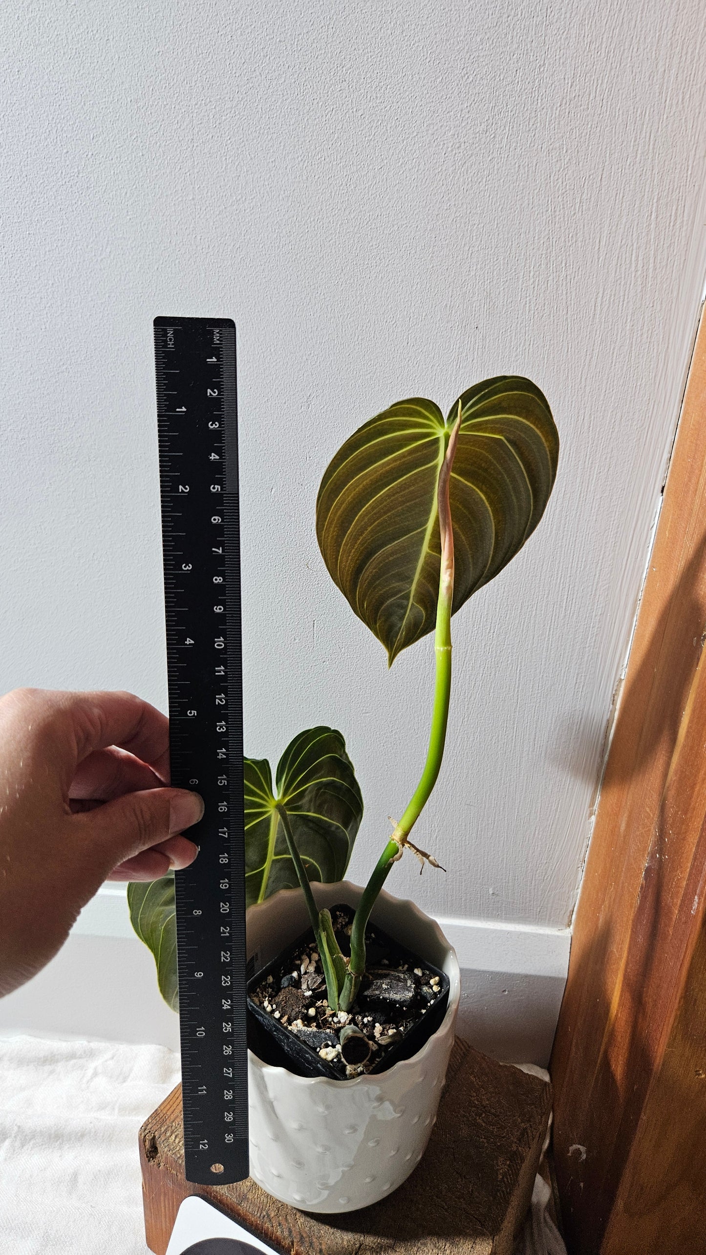 Philodendron Melanochrysum "Large"(PHI-864)