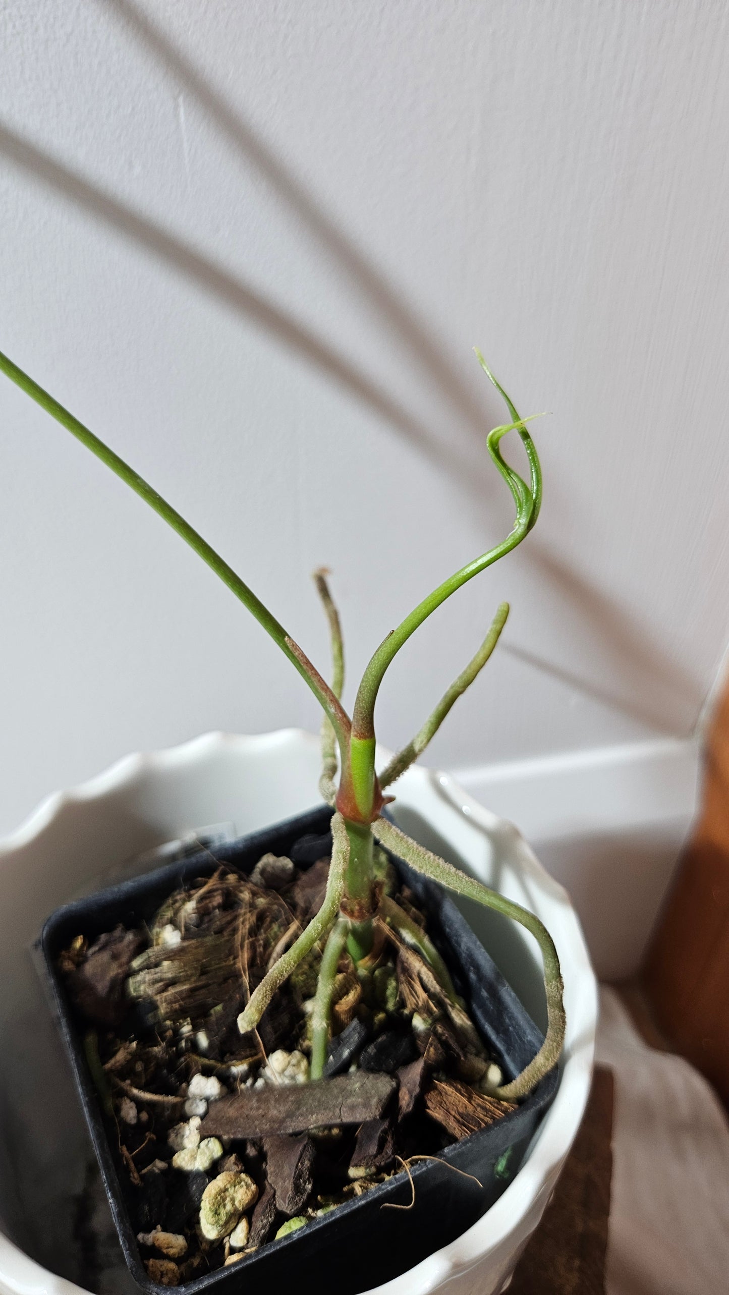 Anthurium Polydactylum "format MOYEN" (ANT-129)