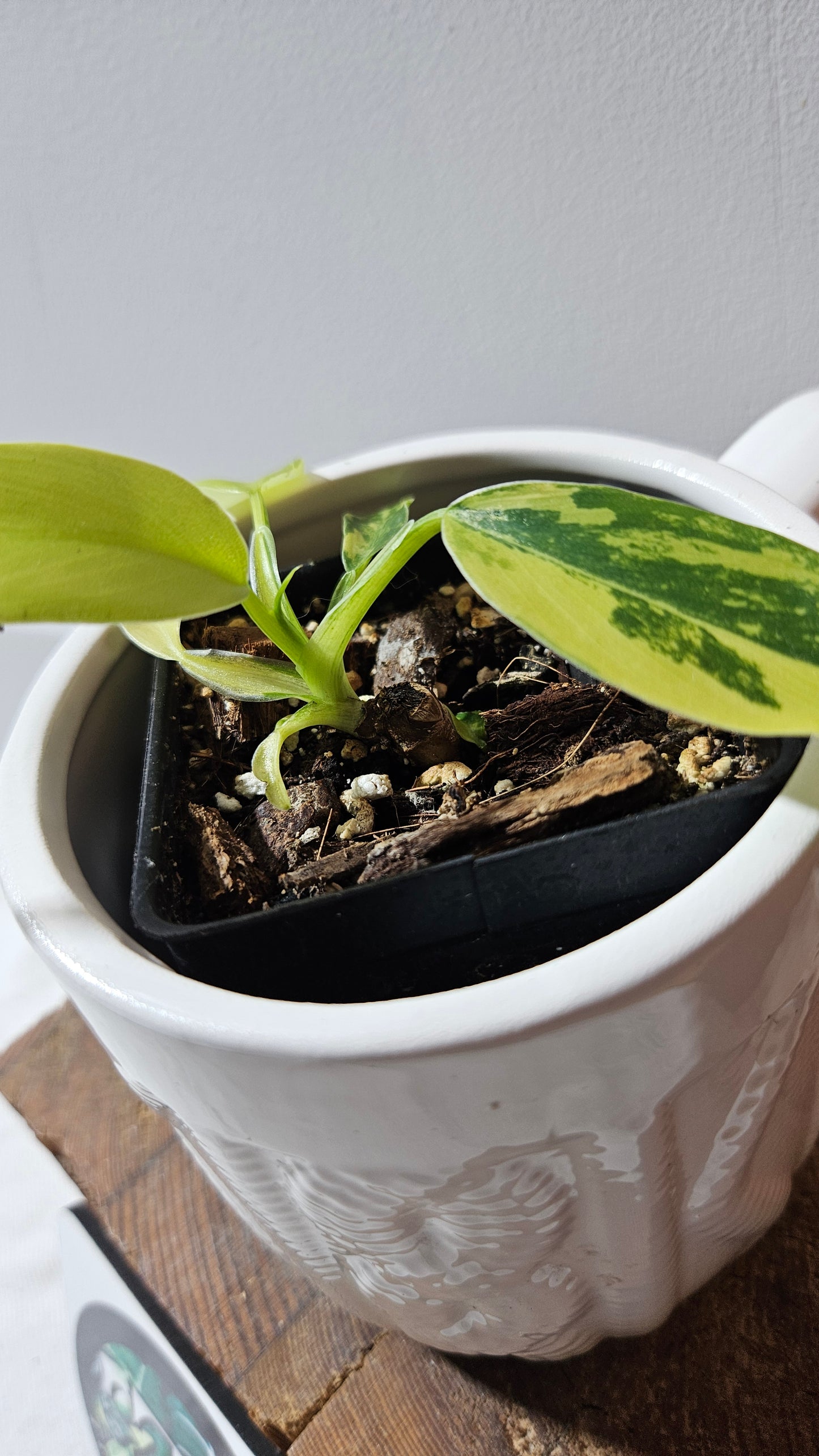 Philodendron Domesticum Variegata (PHI-912)
