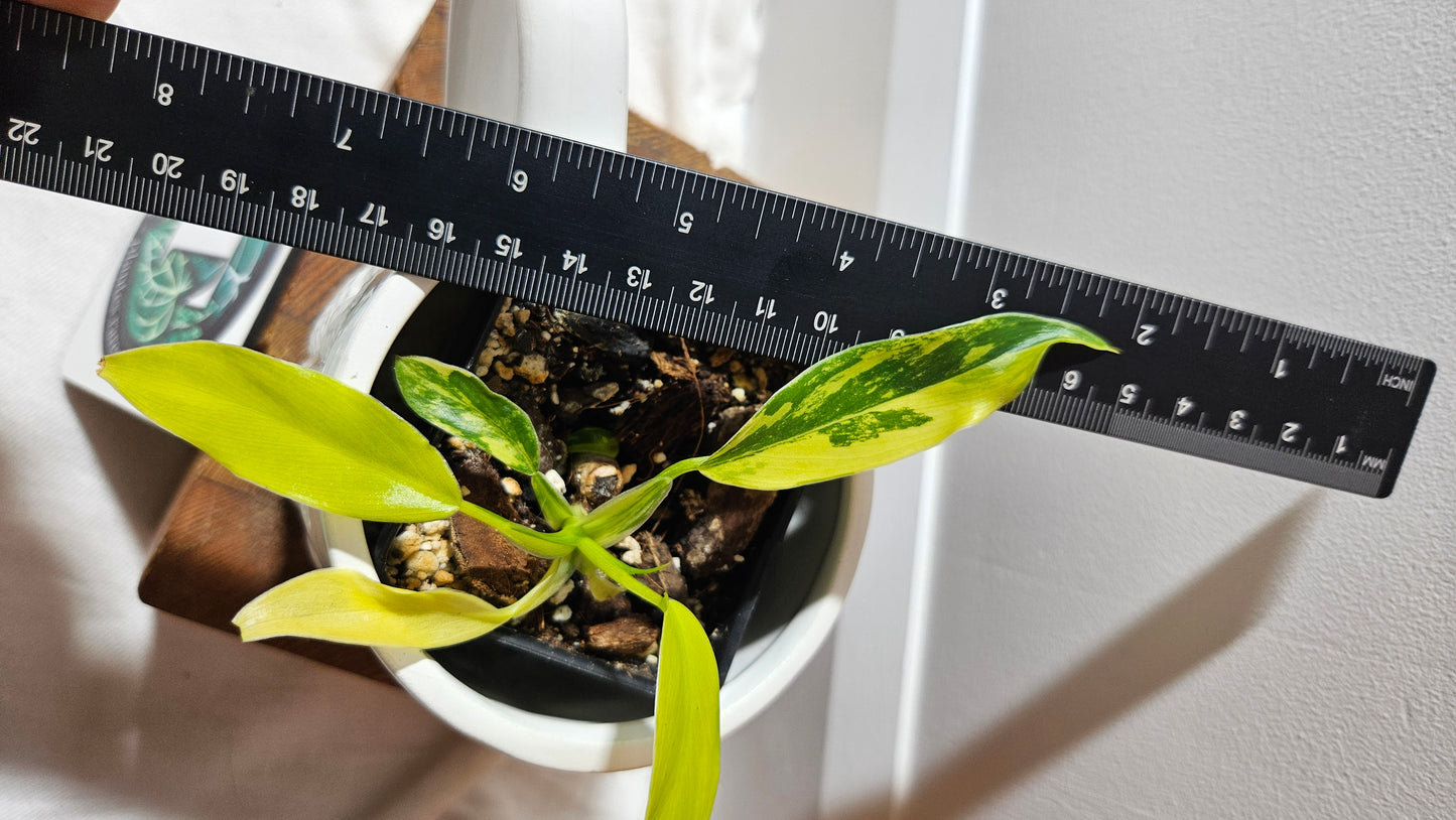 Philodendron Domesticum Variegata (PHI-912)