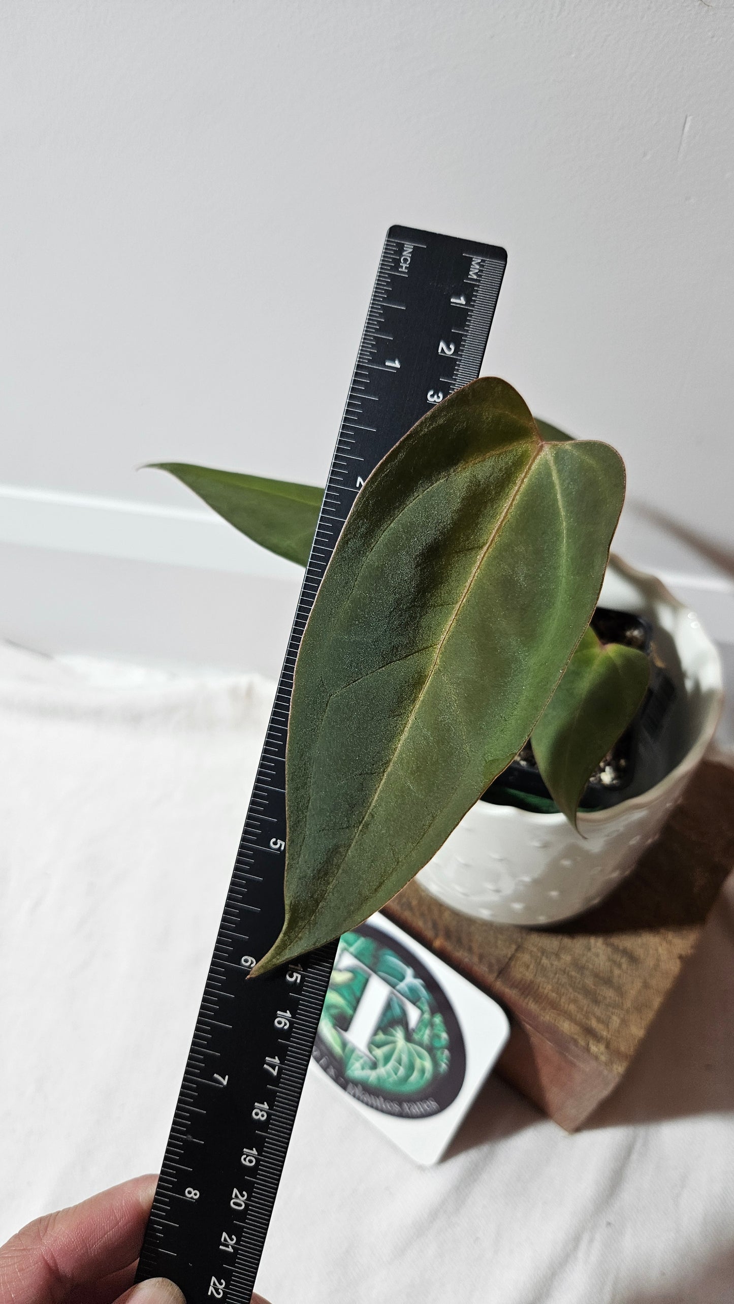 Anthurium Carlablackiae (Indo) X Papillilaminum "format MOYEN" (ANT-472)