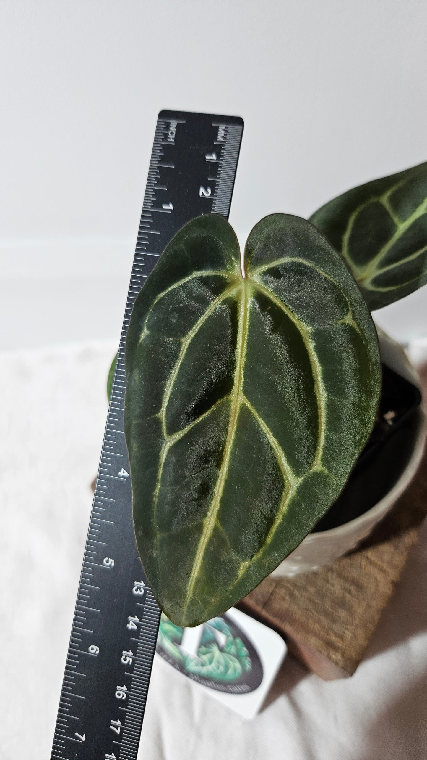 Anthurium Carlablackiae (d'équateur) "format PETIT/MOYEN" (ANT-405)