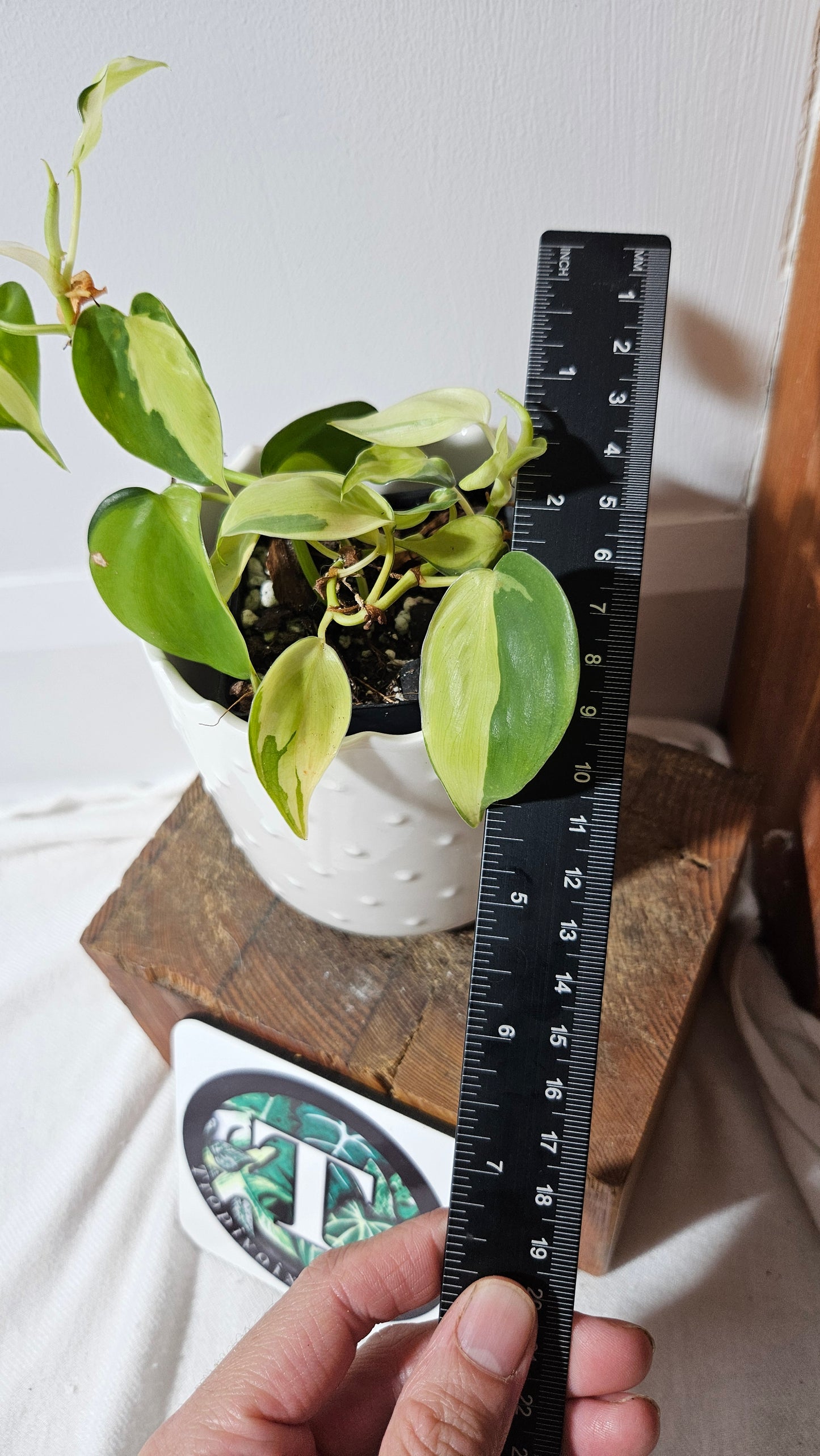 Philodendron Hederaceum Cream Splash (PHI-848)