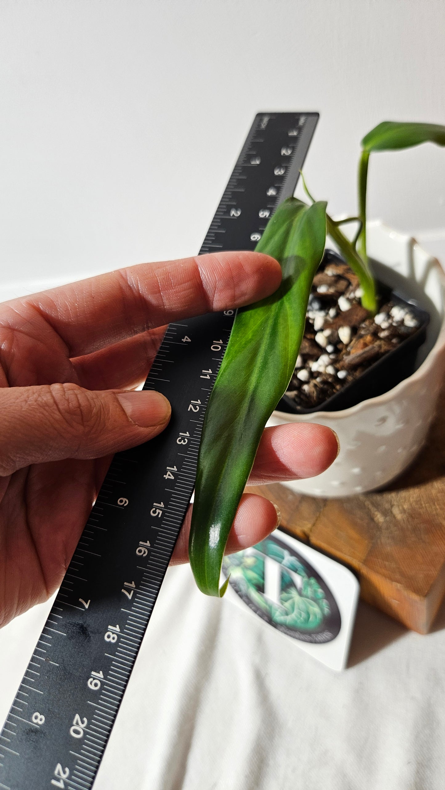 Philodendron Élégant (d'équateur)(PHI-839)