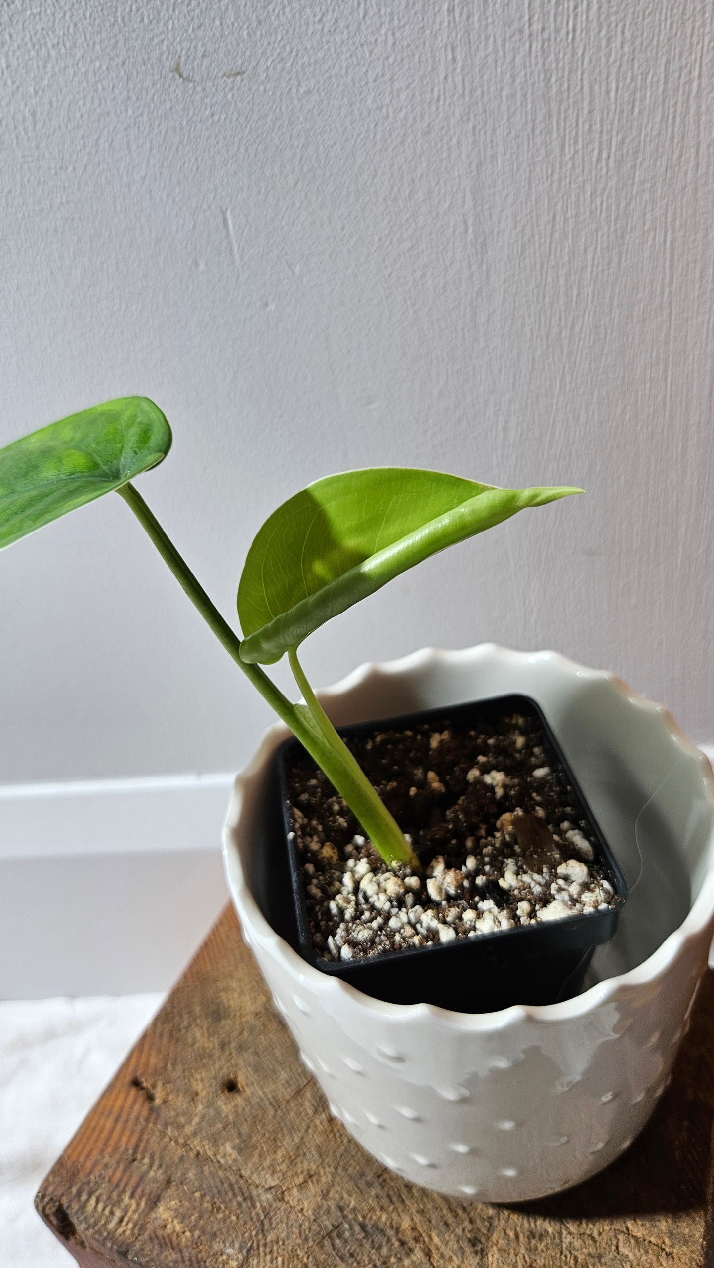 Syngonium Chiapense Albo (SYN-457)