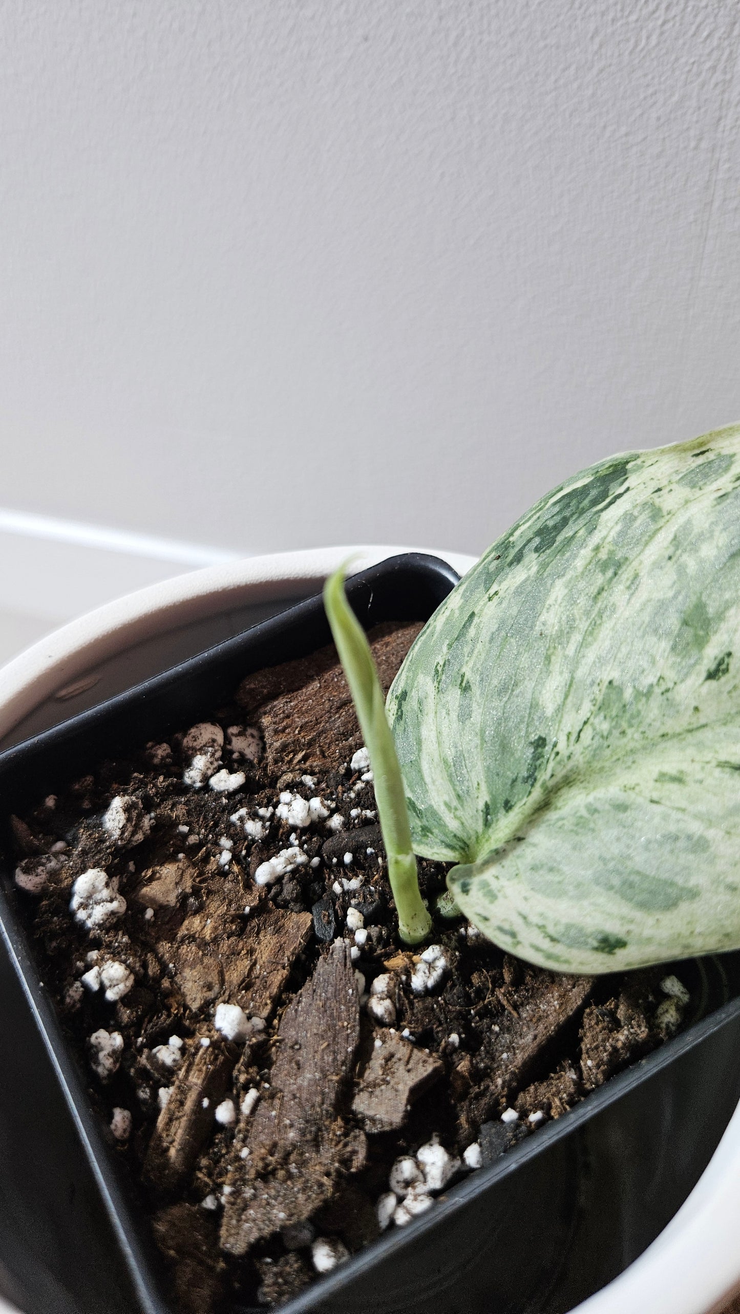 Scindapsus Peasun (SCI-1247)