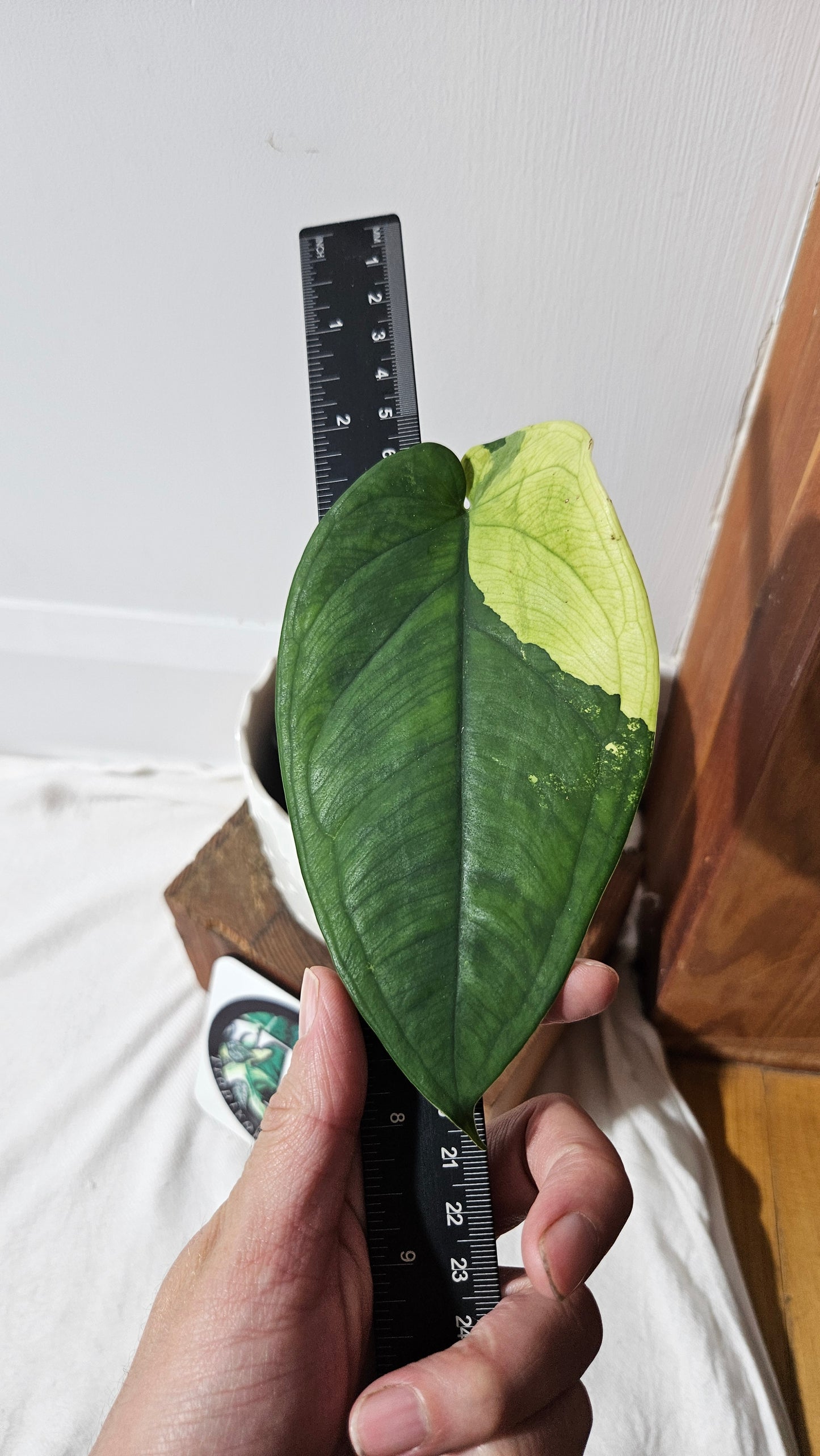 Syngonium Chiapense Albo (SYN-452)