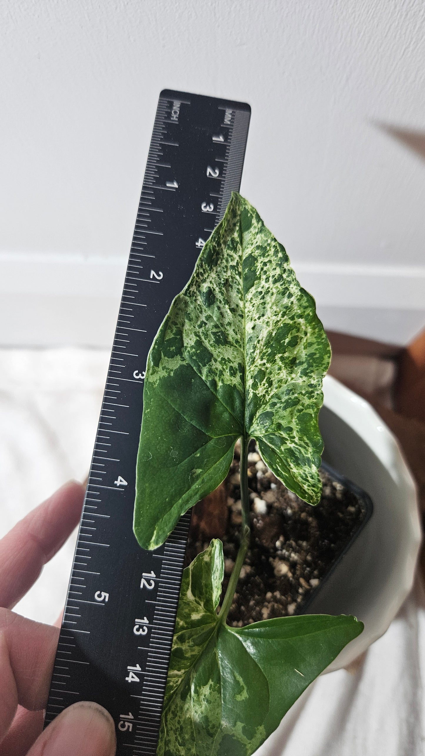 Syngonium Mojito (SYN-423)