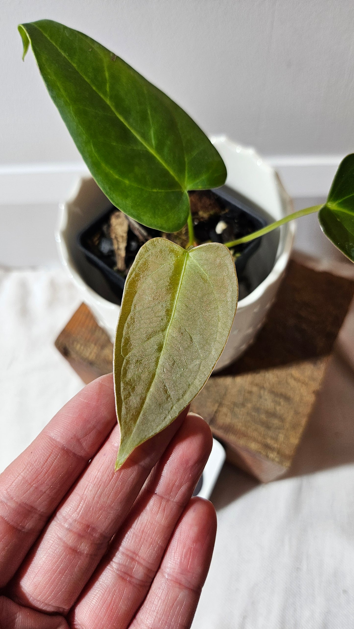 Anthurium Moira Velvet "format PETIT" (ANT-501)