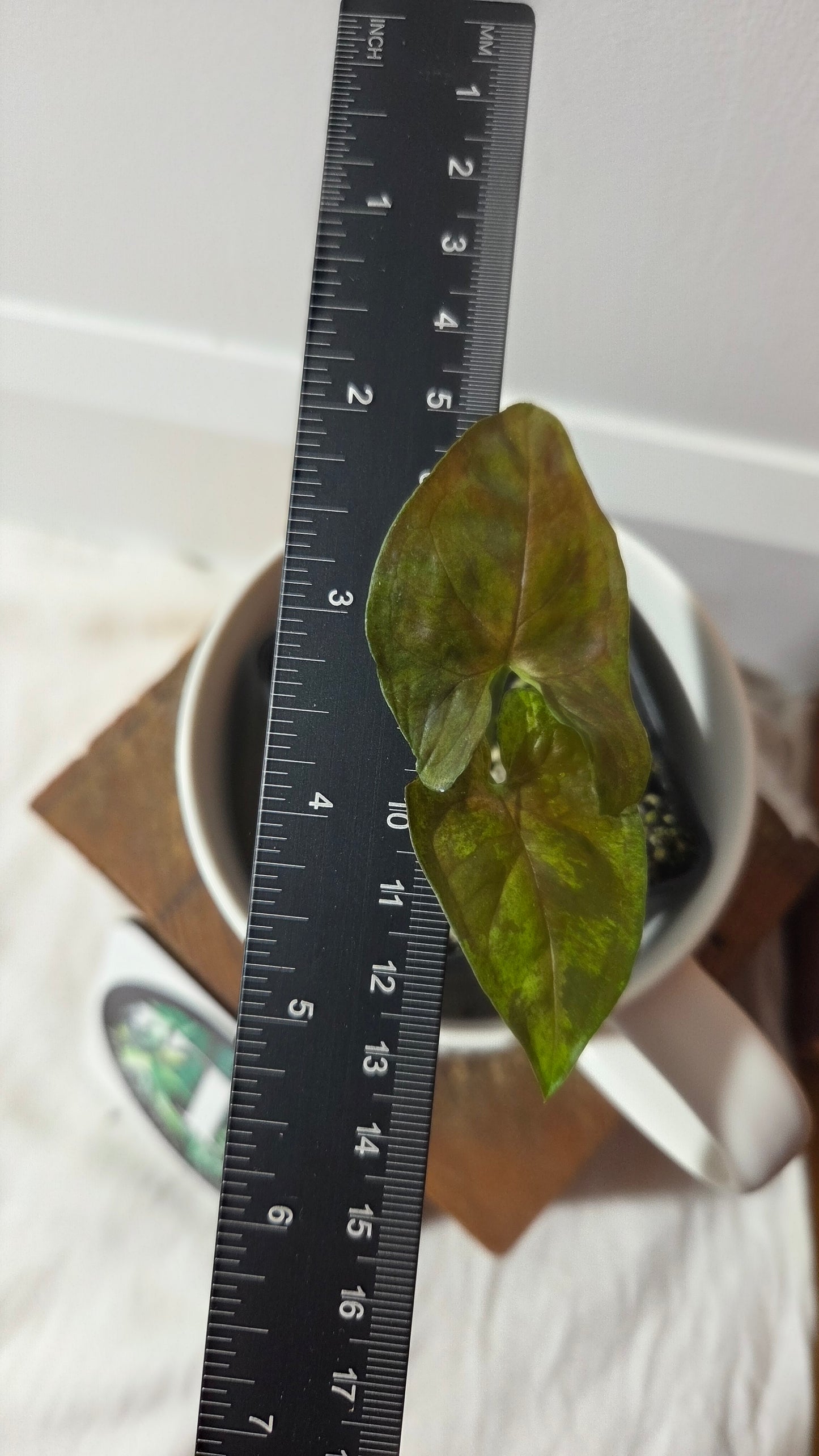 Syngonium Matcha Sprinkle (SYN-484)