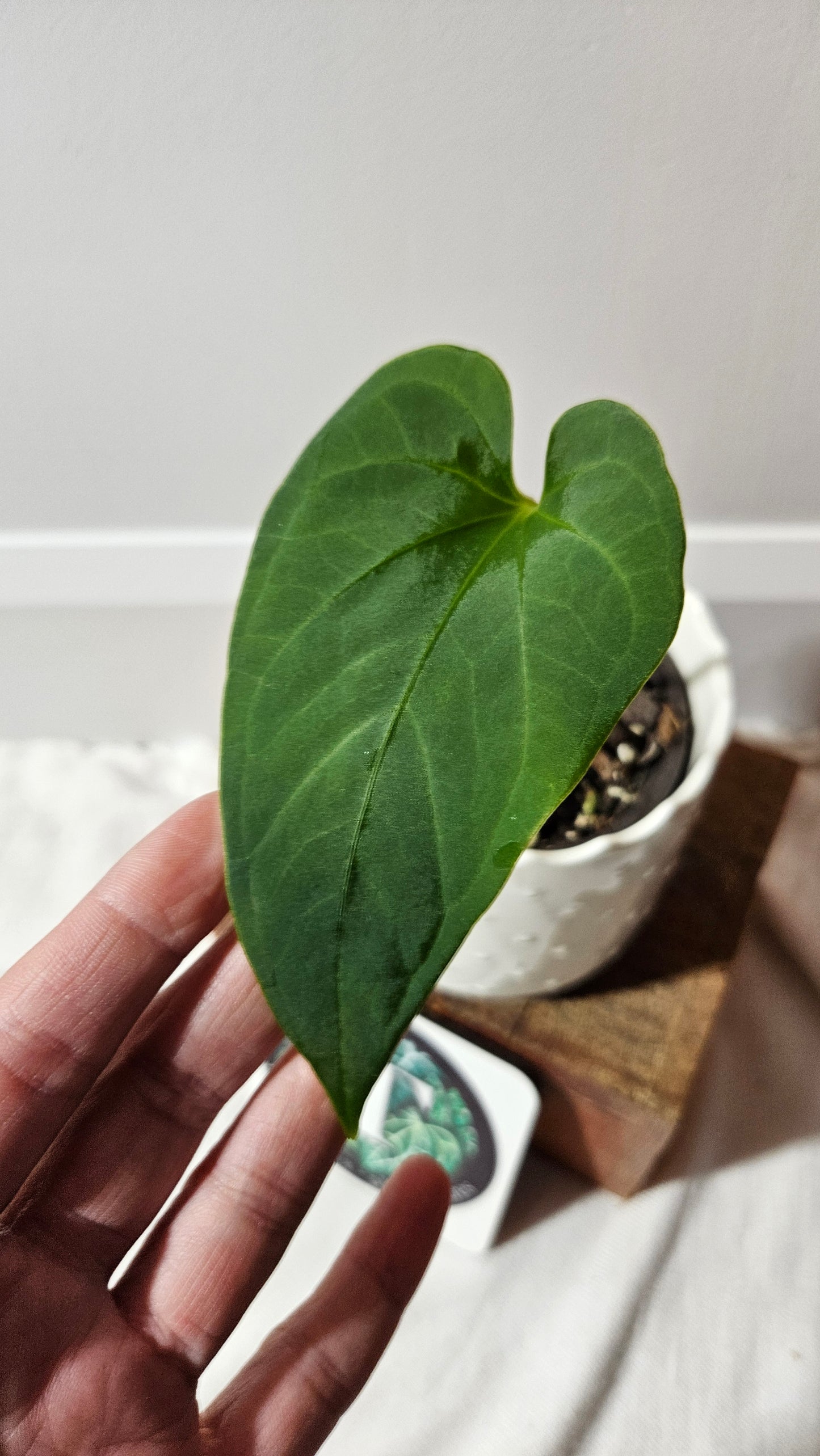 Anthurium Tiwintza Aff Velvet "format MOYEN" (ANT-190)