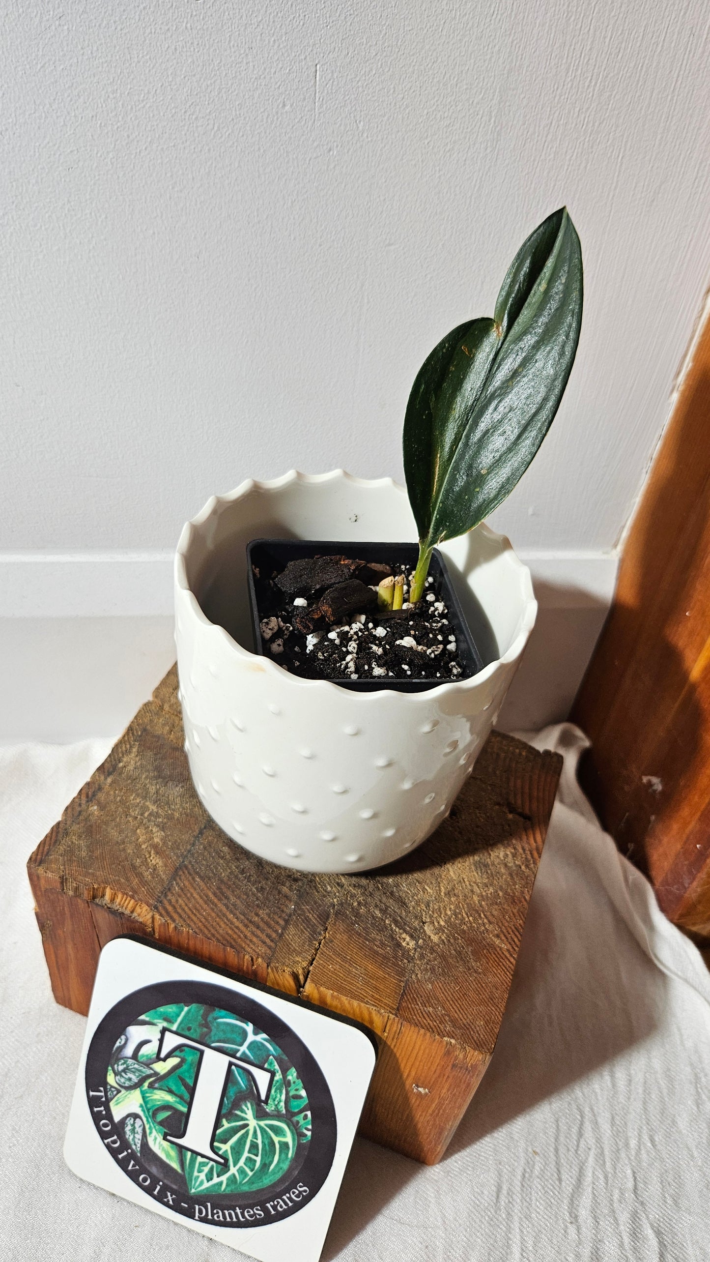 Scindapsus Treubii Dark Form silver (SCI-1011)