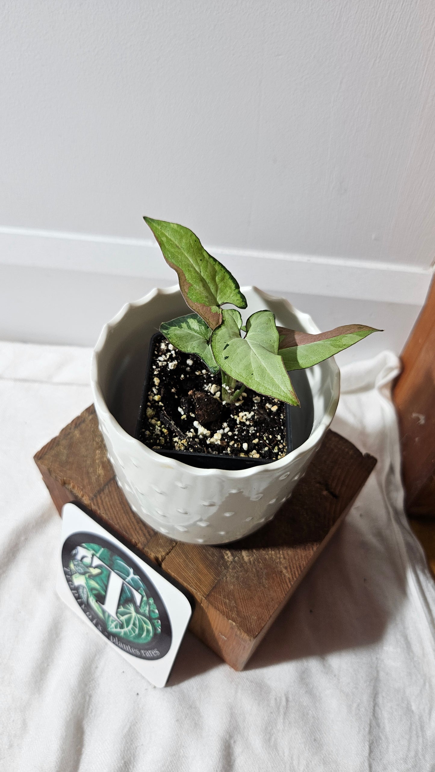 Syngonium Red Spot Starlight (SYN-436)