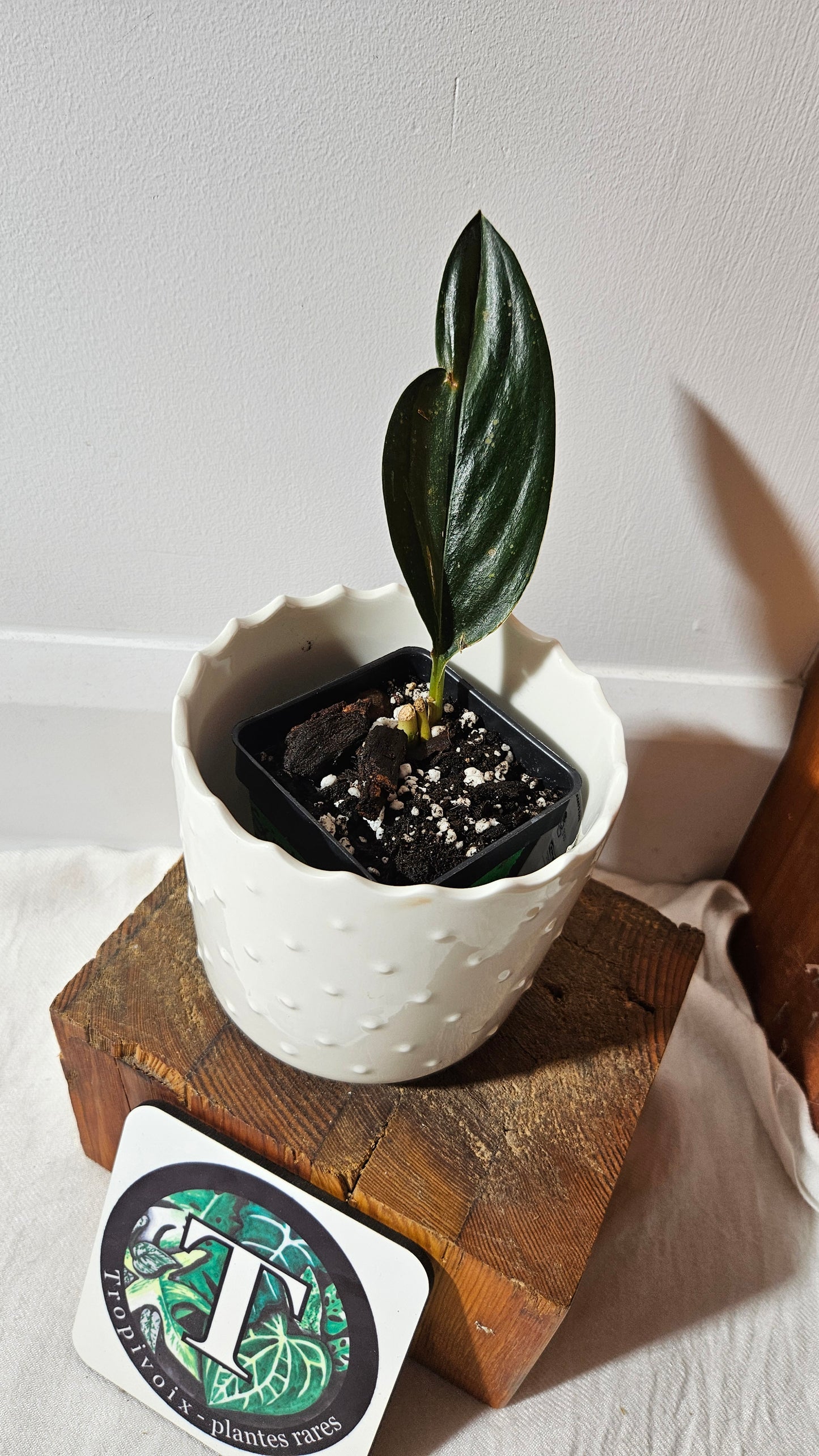 Scindapsus Treubii Dark Form silver (SCI-1011)