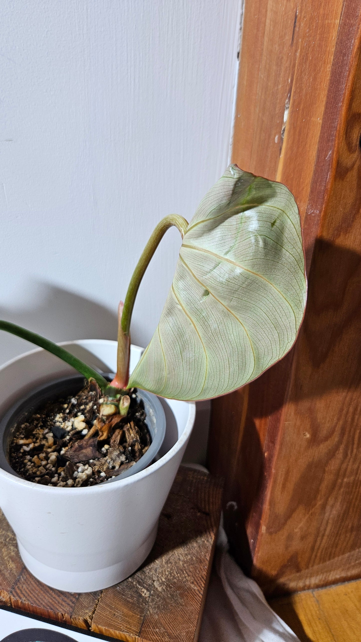 Philodendron Gloriosum Pink (PHI-831)