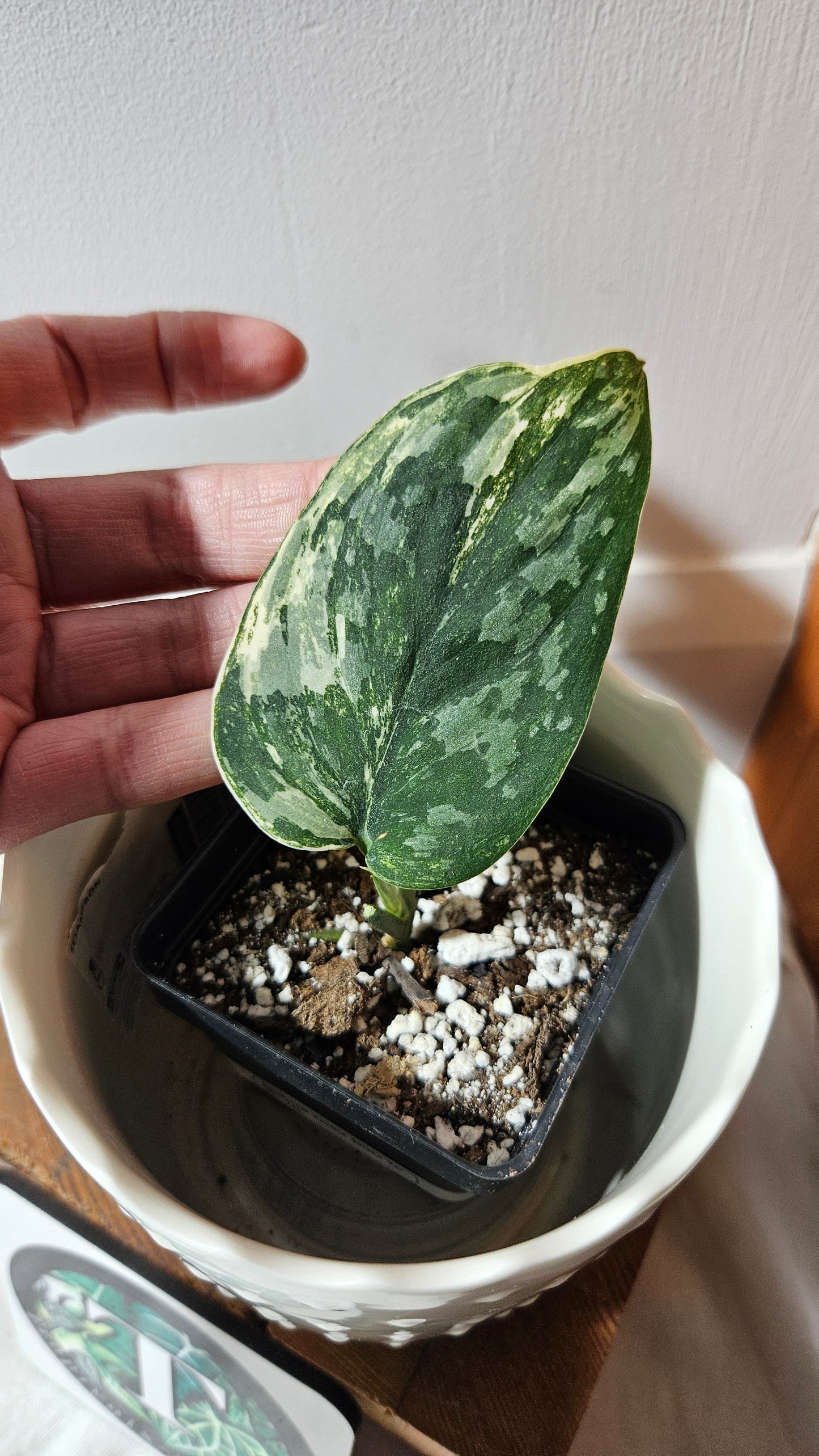 Scindapsus Exotica Salaka Variegata (SCI-749)