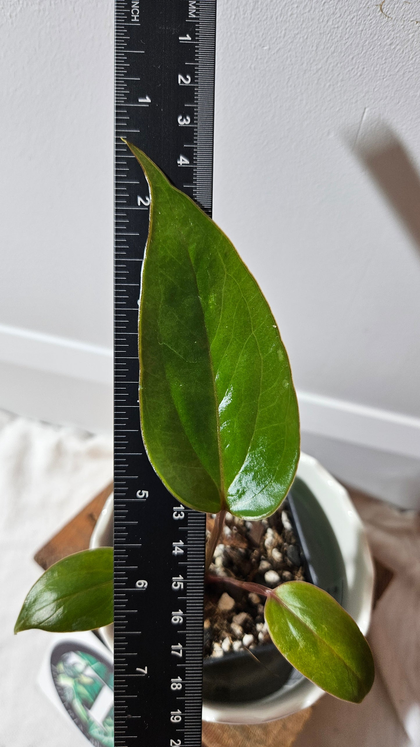 Anthurium Versicolor Aff Napo "format PETIT" (ANT-151)