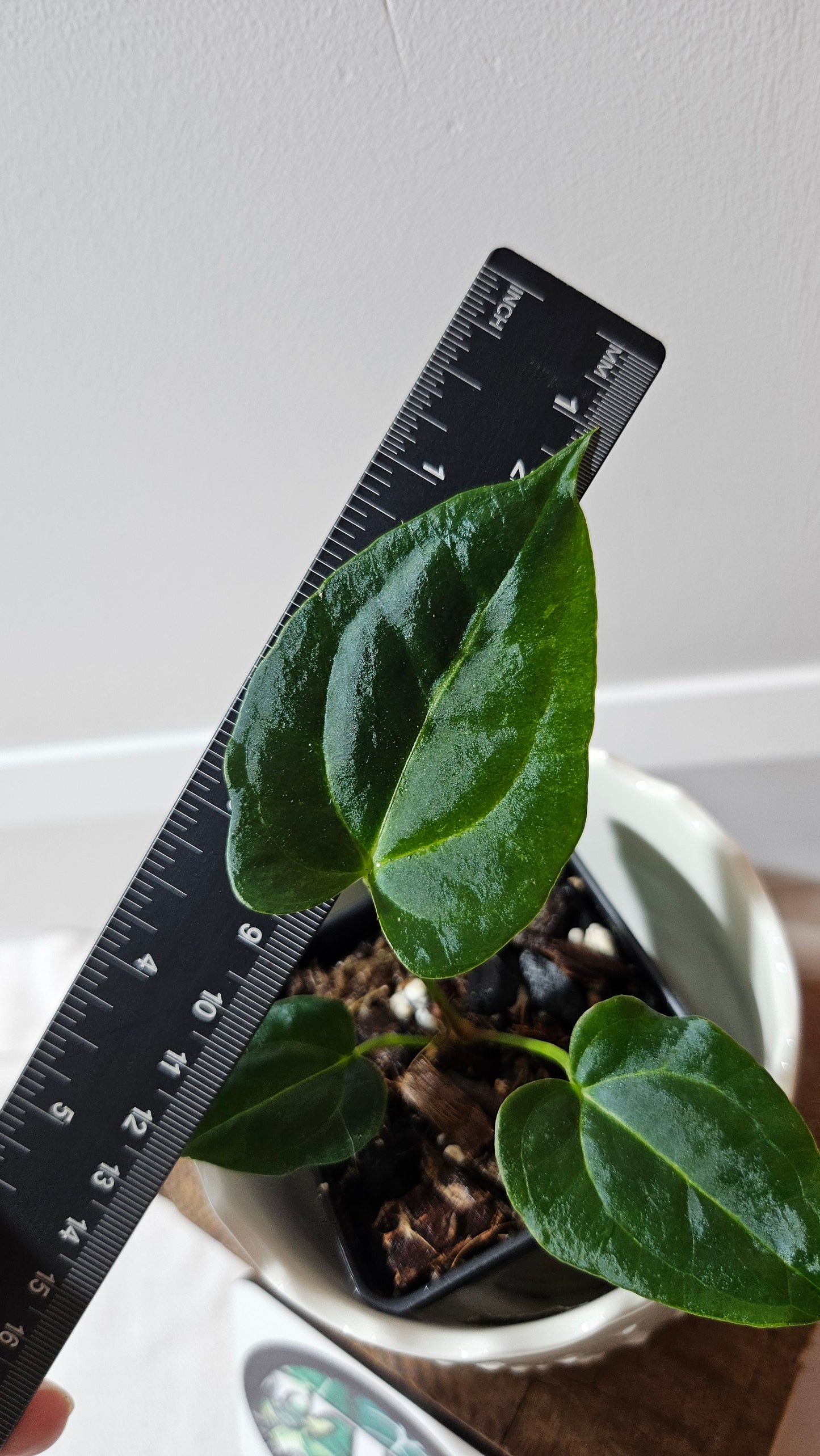 Anthurium Papillilaminum Red Stem X Papillilaminum Legend "format PETIT" (ANT-516)