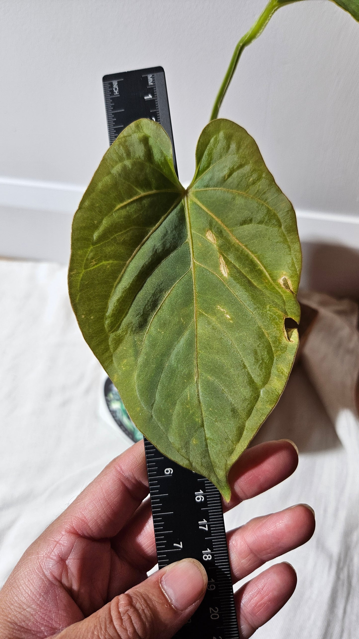 Anthurium Kunayalense "format MOYEN" (ANT-454)