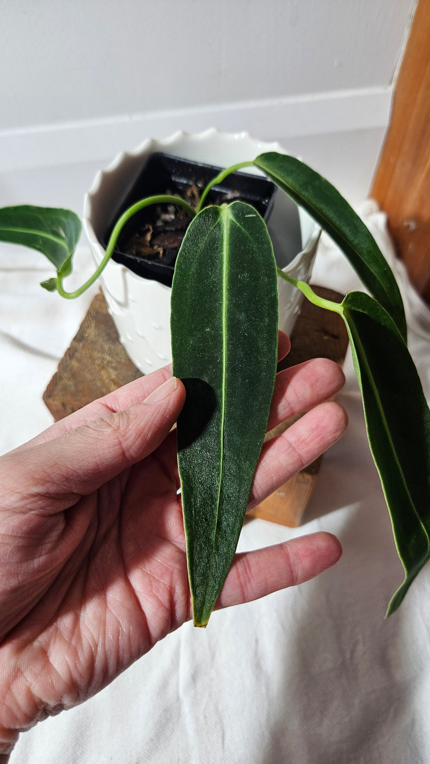 Anthurium Warocqueanum "format MOYEN"(ANT-424)