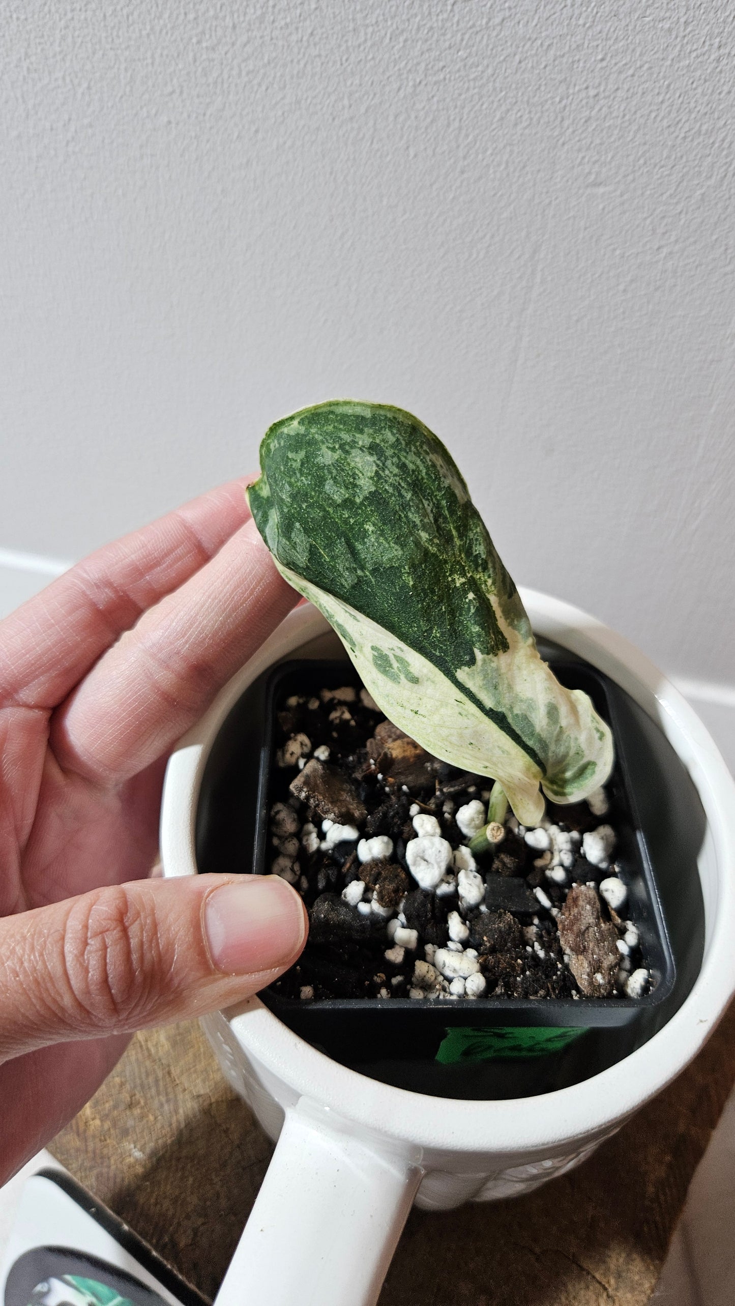 Scindapsus Black Dragon white (SCI-1073)