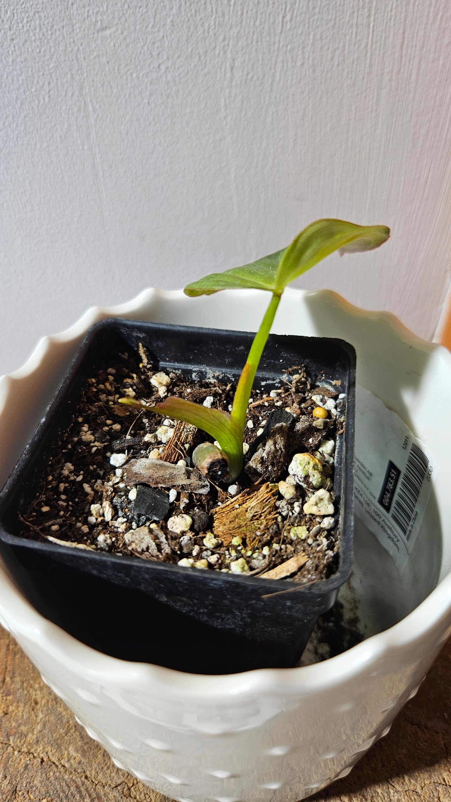 Philodendron Glorious (PHI-150)