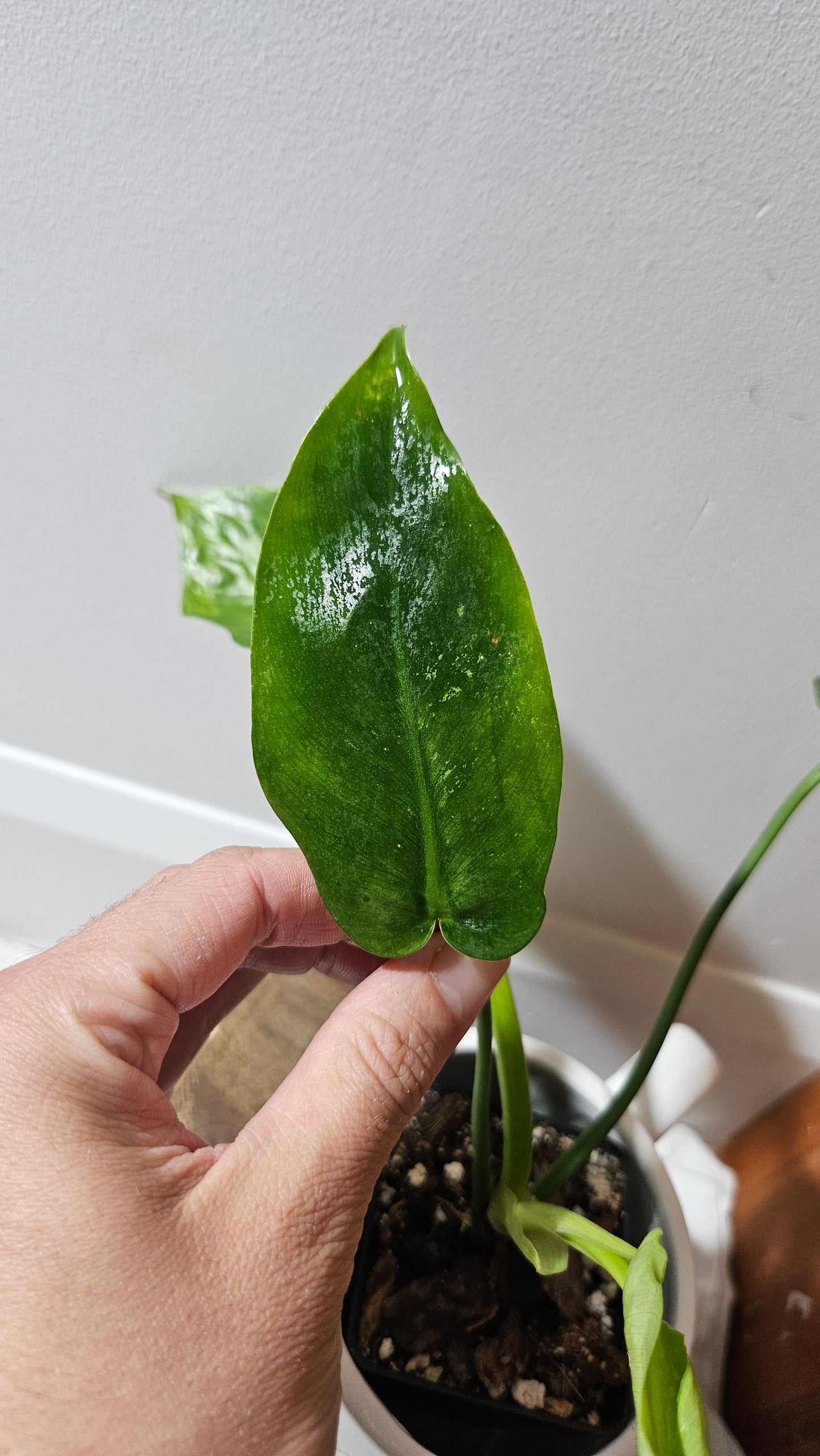 Philodendron Lime fiddle/ Minarum (PHI-909)