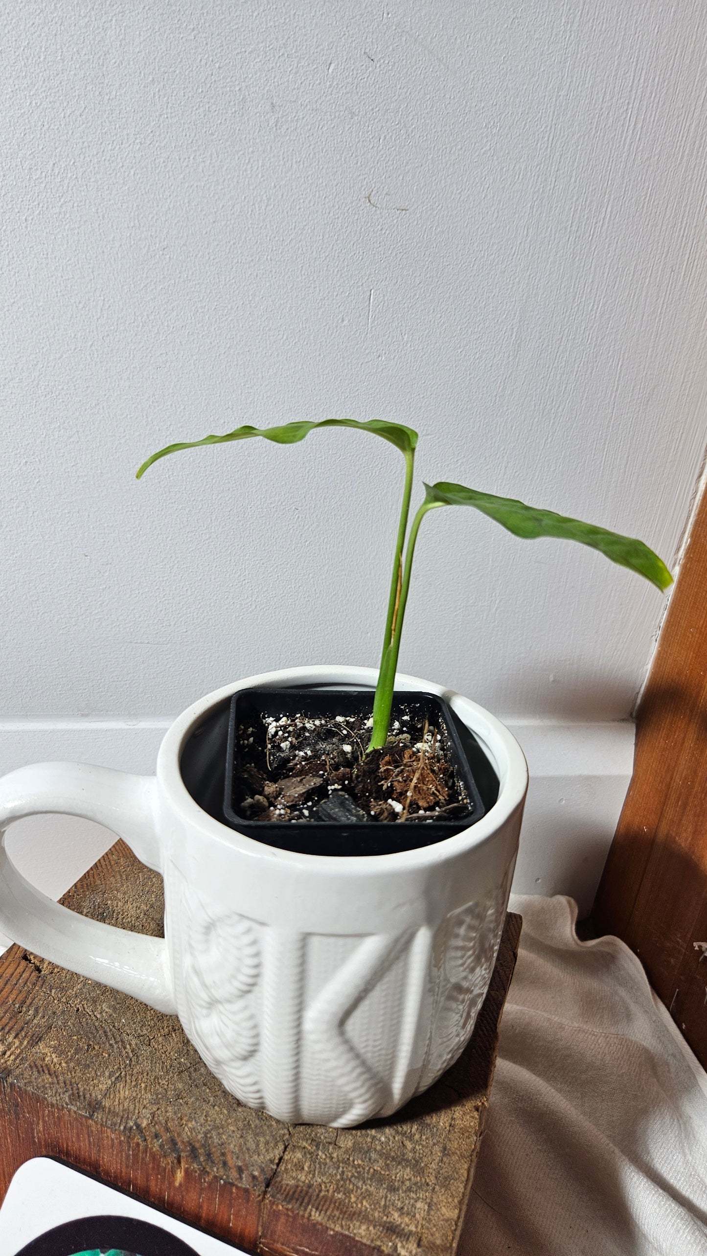 Monstera Obliqua Aff Amazonas (MON-325)