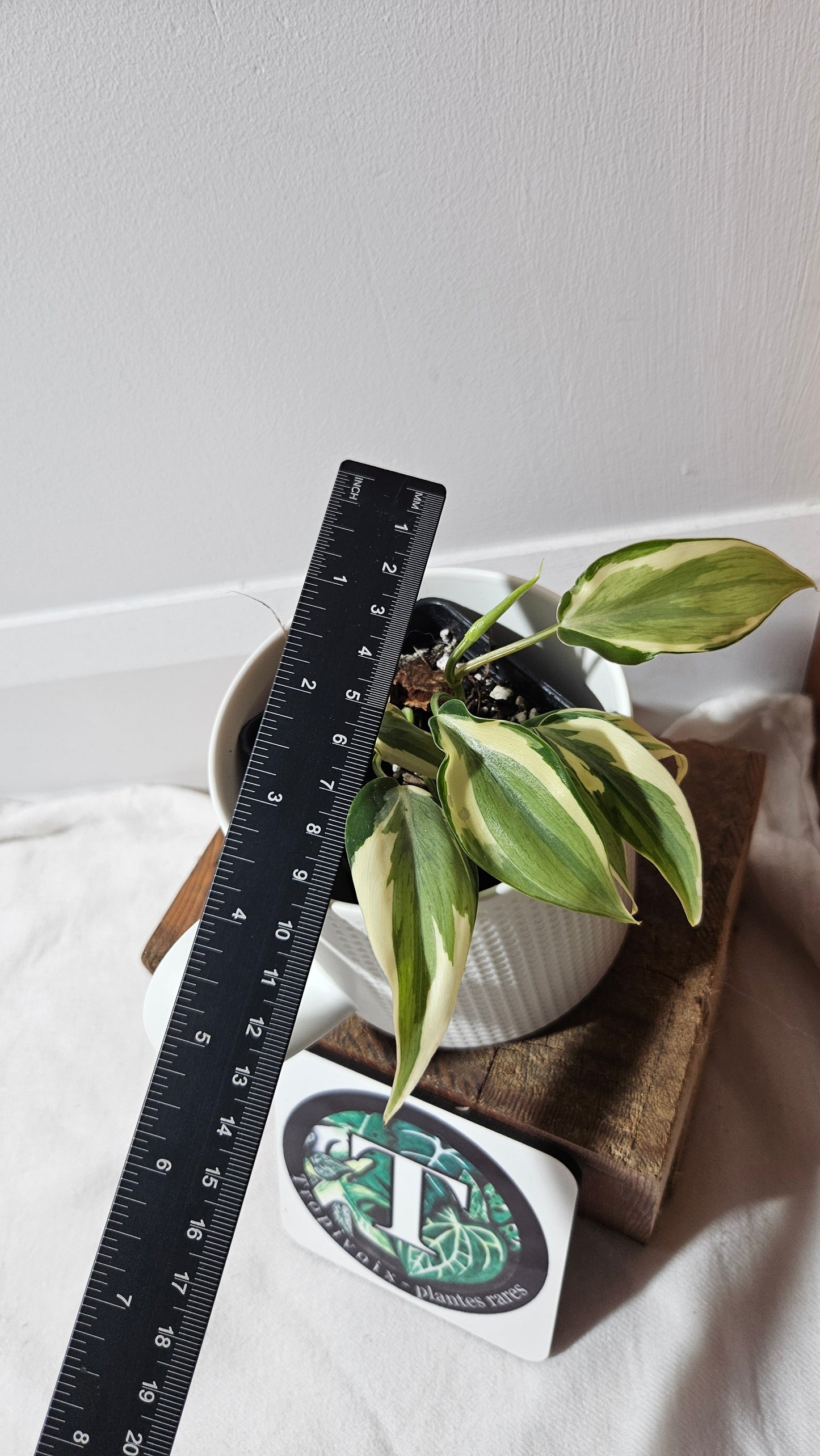 Philodendron Hederaceum Rio (PHI-951)