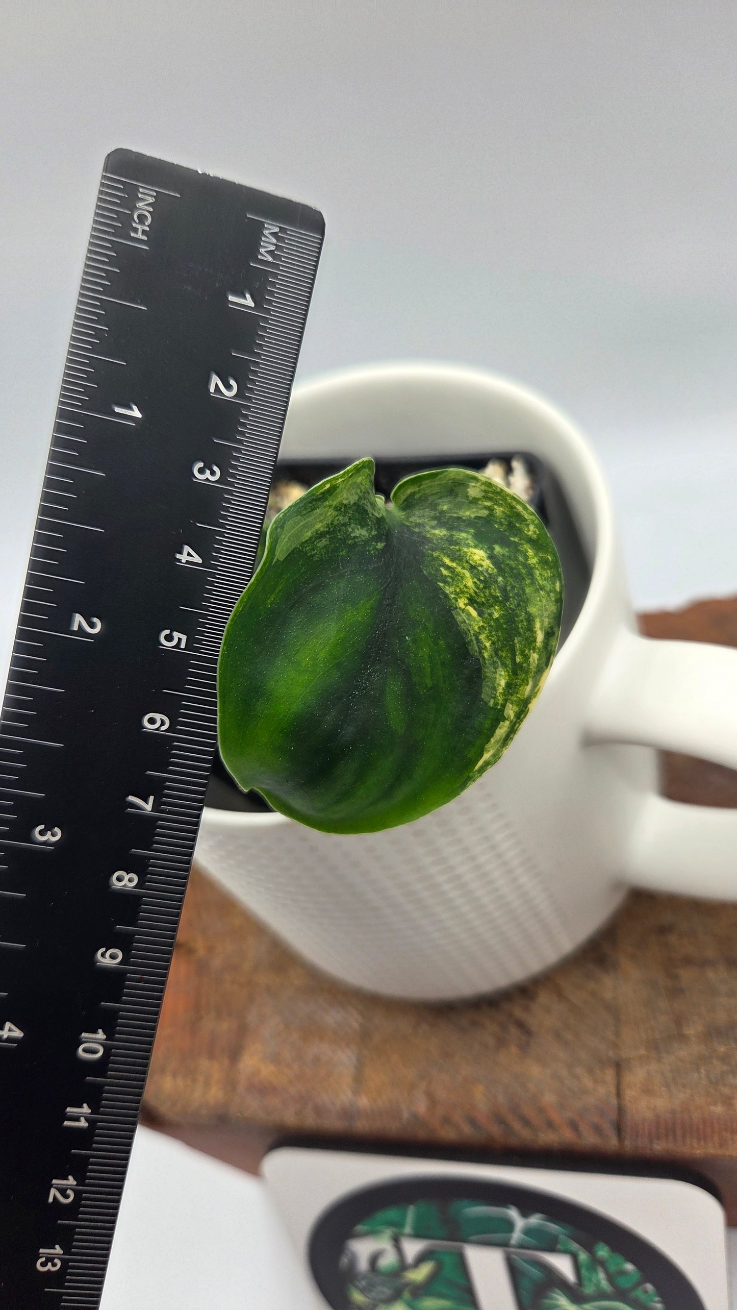 Scindapsus Jade Satin Albo (SCI-712)