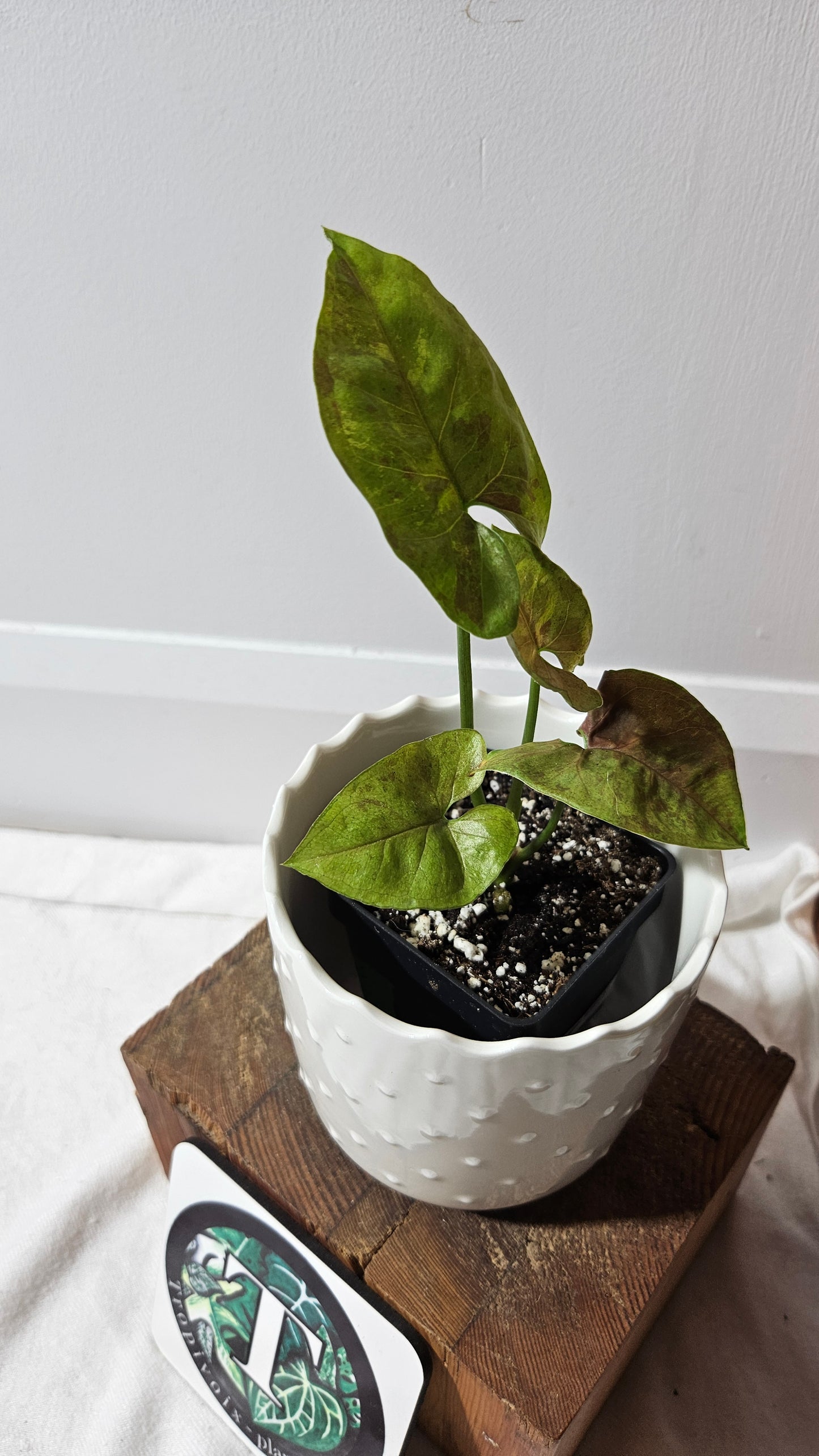 Syngonium Matcha Sprinkle (SYN-432)