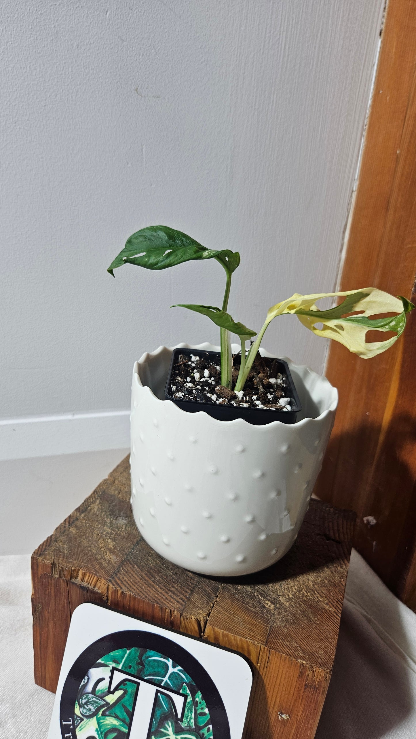 Monstera Andasonii Tricolore (MON-387)