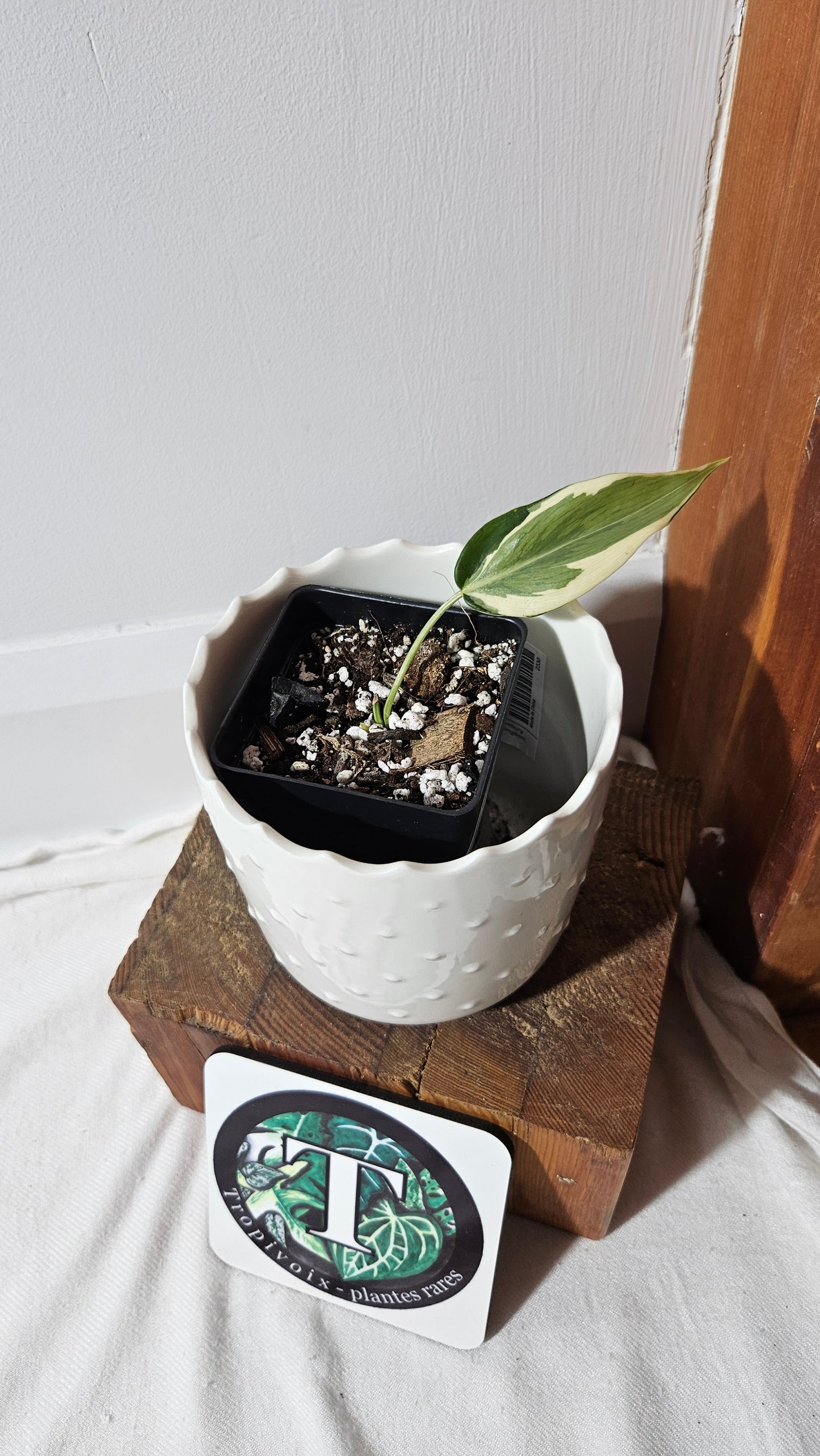 Philodendron Hederaceum Rio (PHI-820)