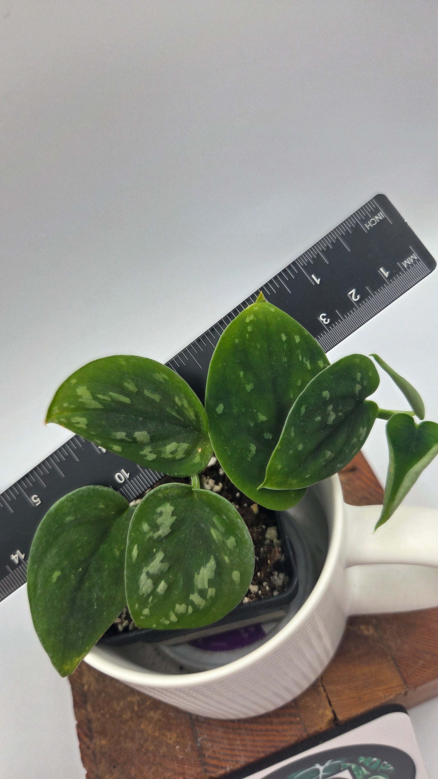 Scindapsus Tricolore Duff (SCI-546)