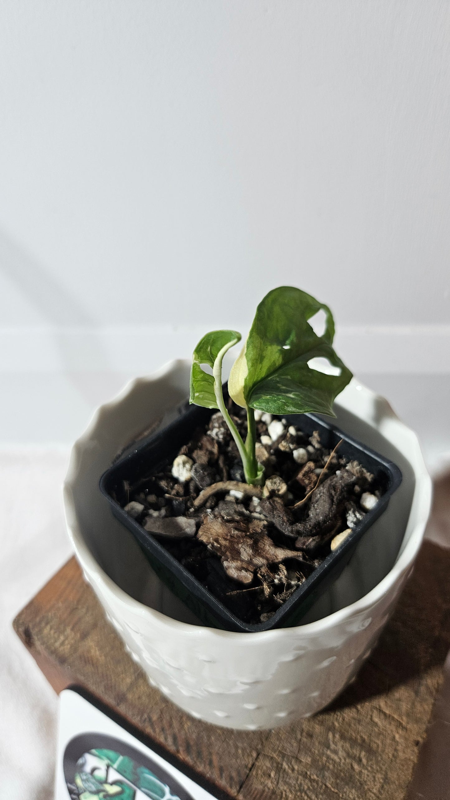 Monstera Andasonii Albo (MON-361)