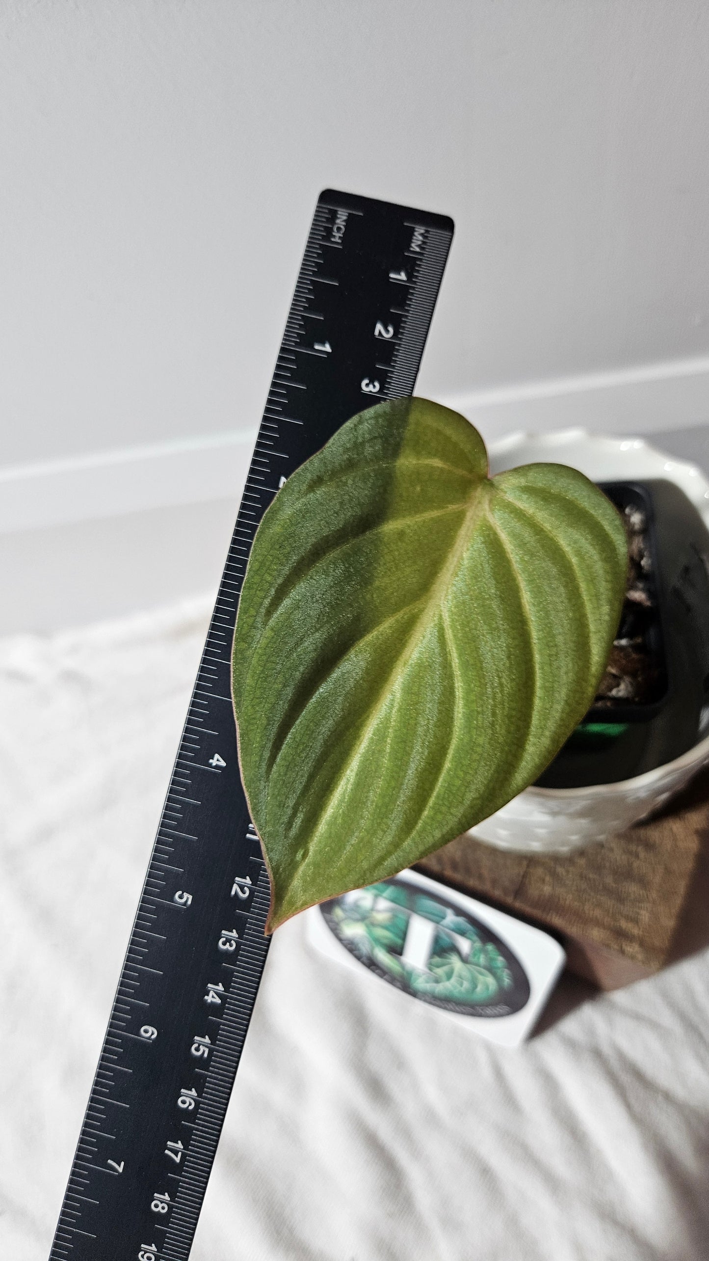 Philodendron Gloriosum Radiante Spécial (PHI-771)