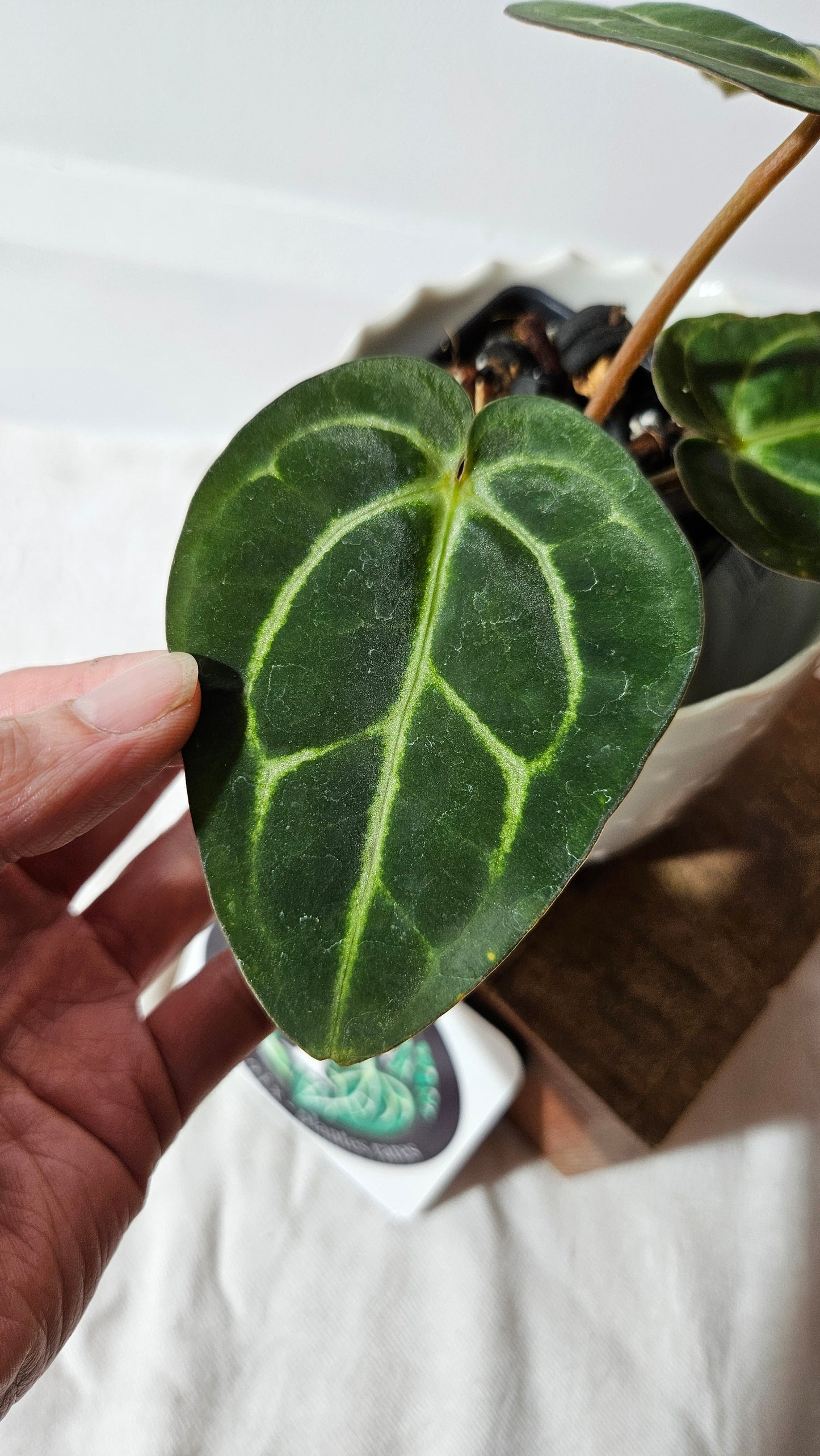 Anthurium Carlablackiae (d'équateur) "format PETIT/MOYEN" (ANT-405)