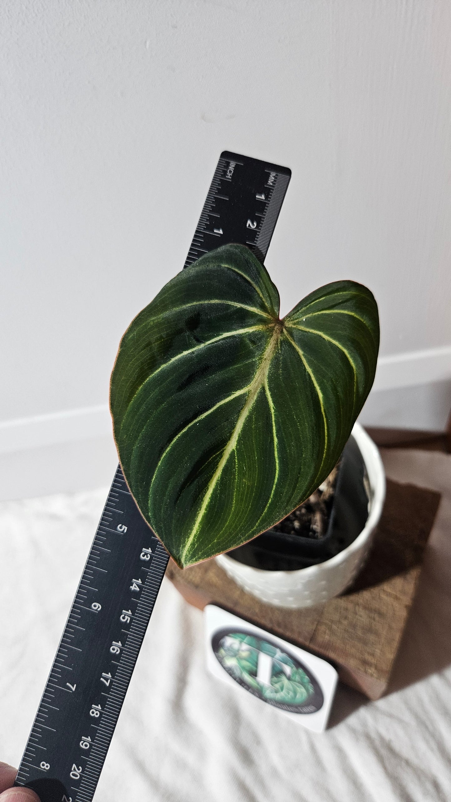Philodendron Gloriosum Dark (PHI-772)