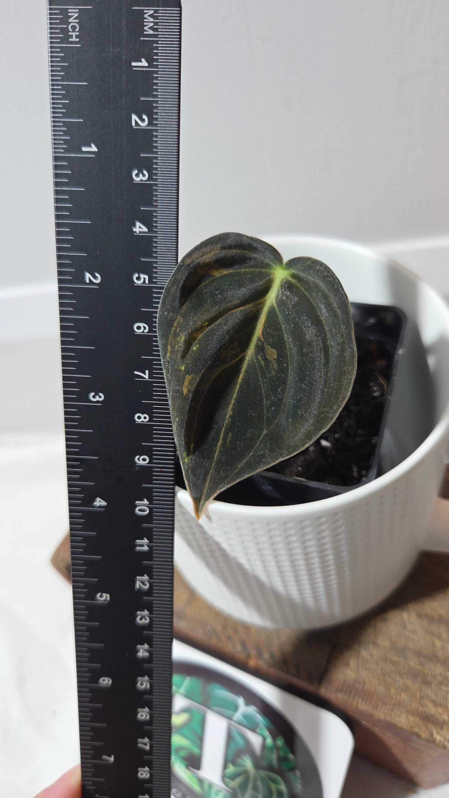 Philodendron Melanochrysum Variegata (PHI-993)