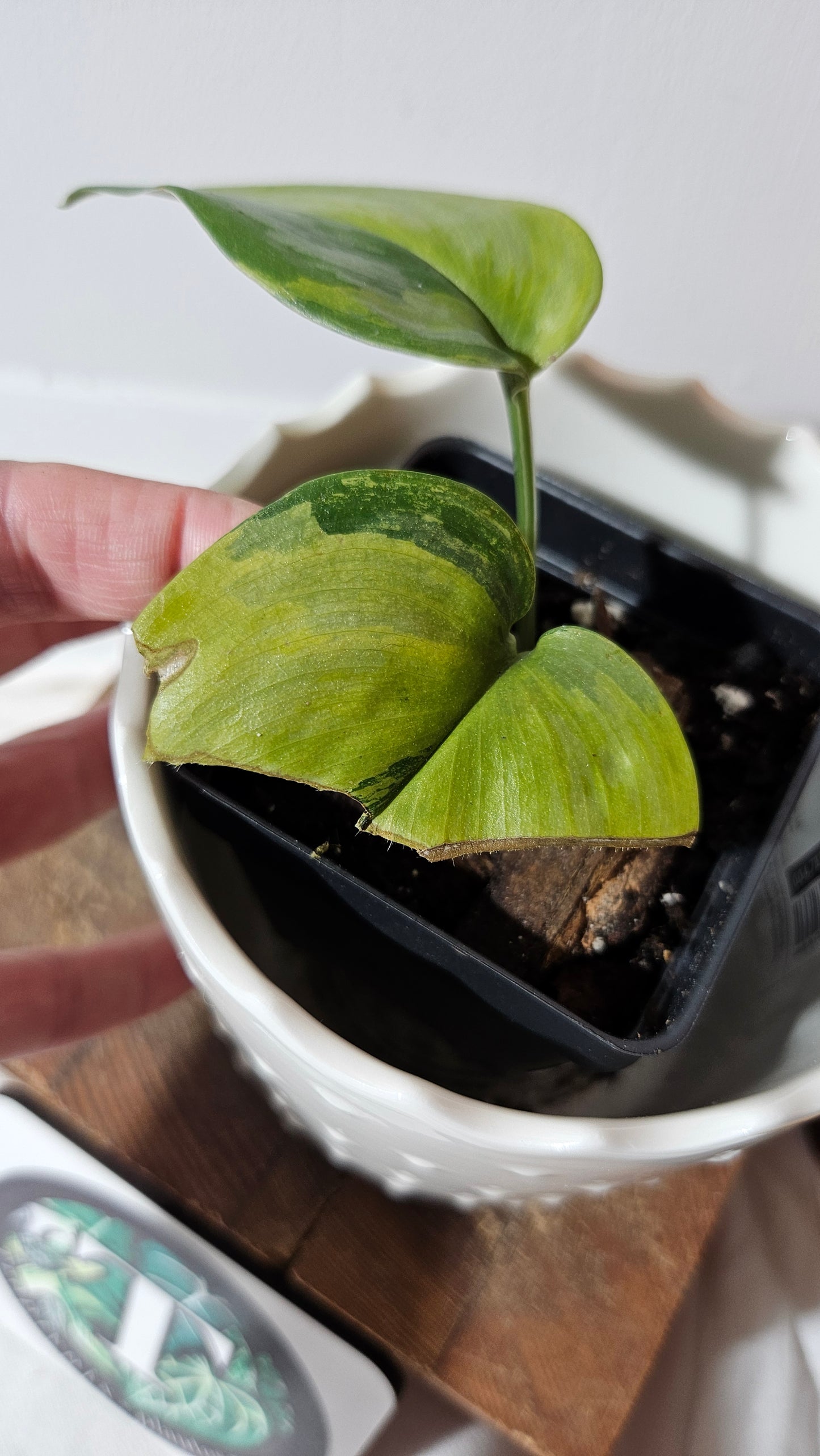Scindapsus Treubii Moonlight "Green on green" (SCI-1051)